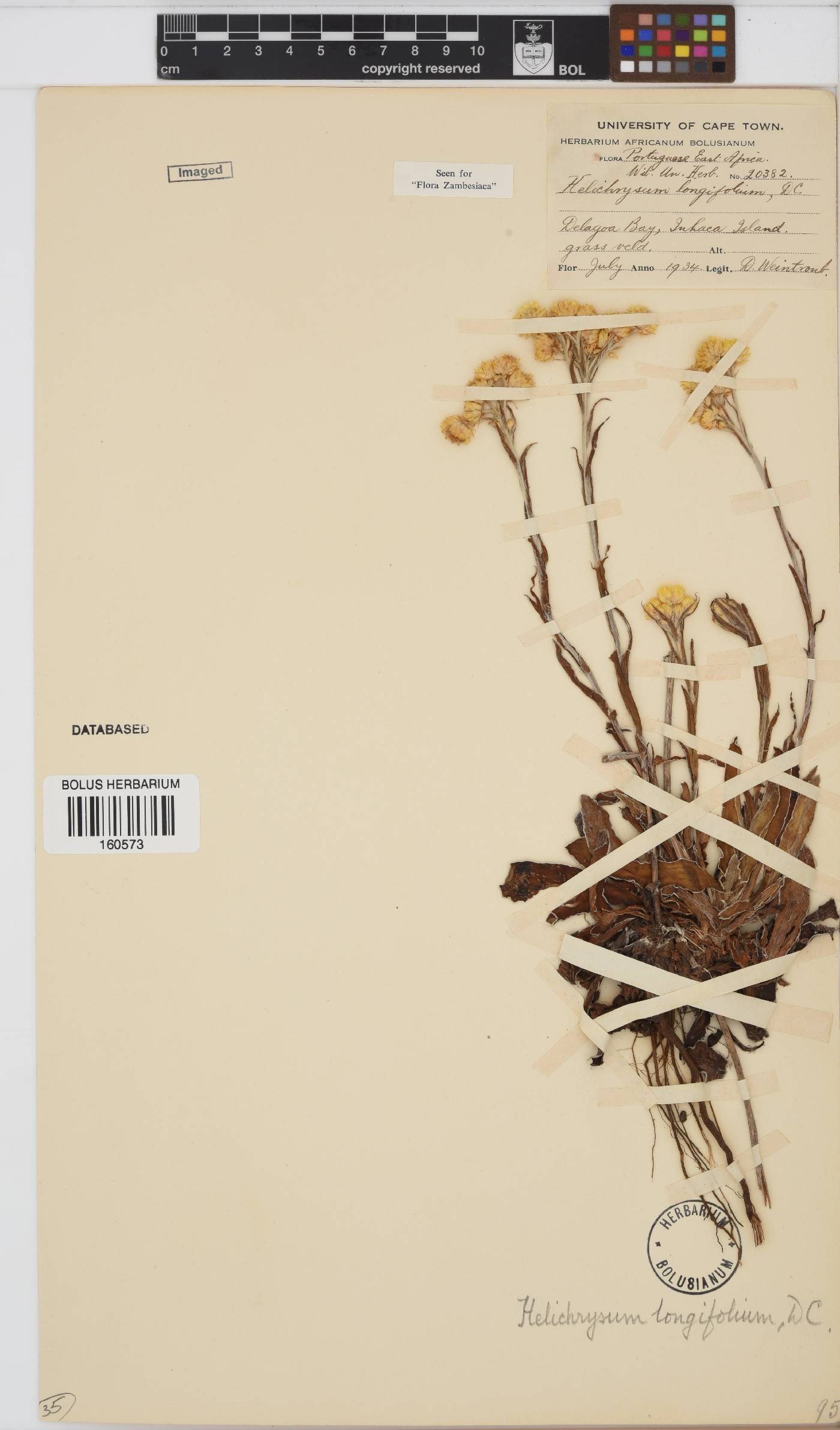 Helichrysum longifolium image