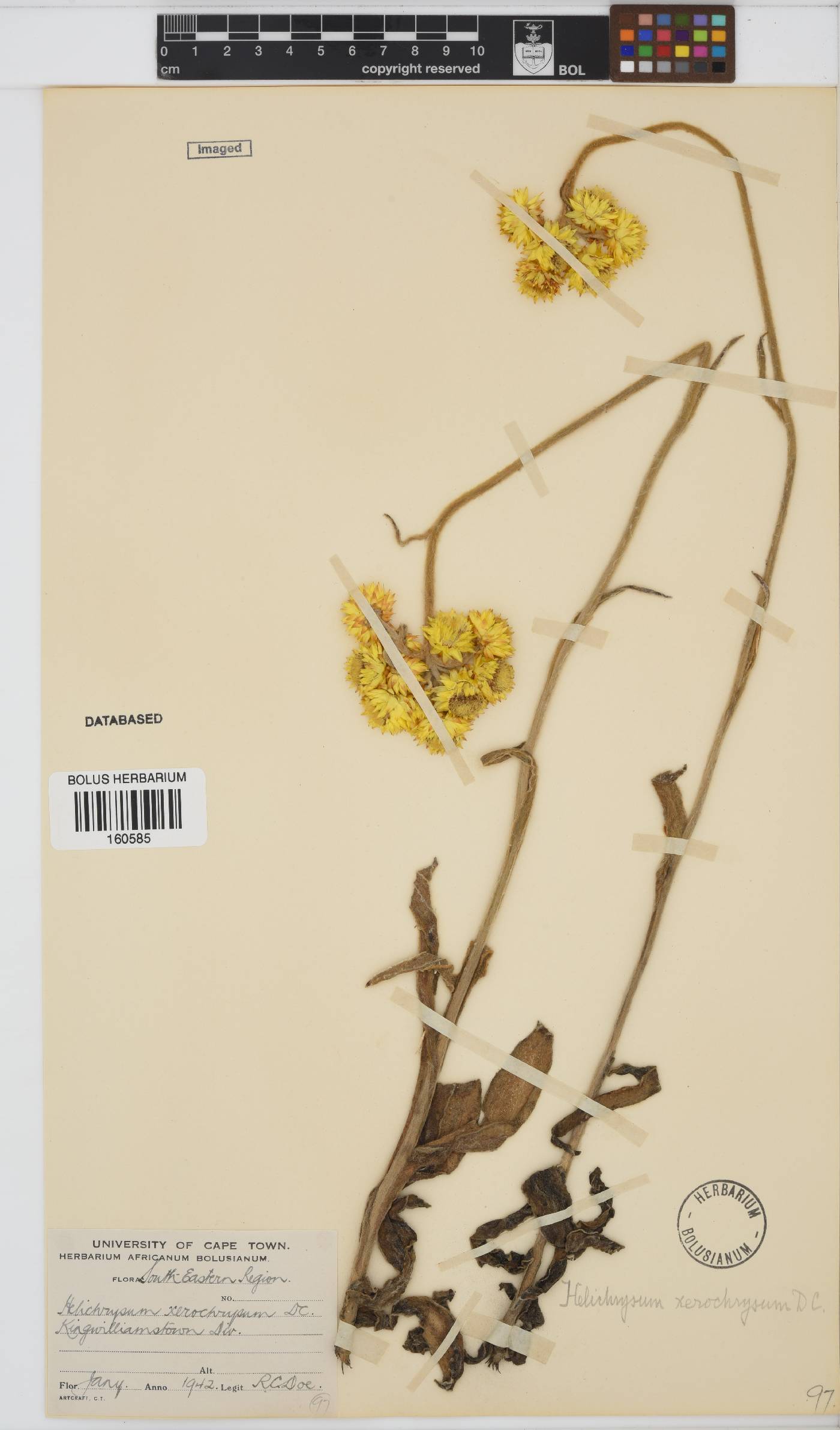 Helichrysum xerochrysum image