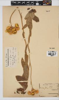 Helichrysum xerochrysum image