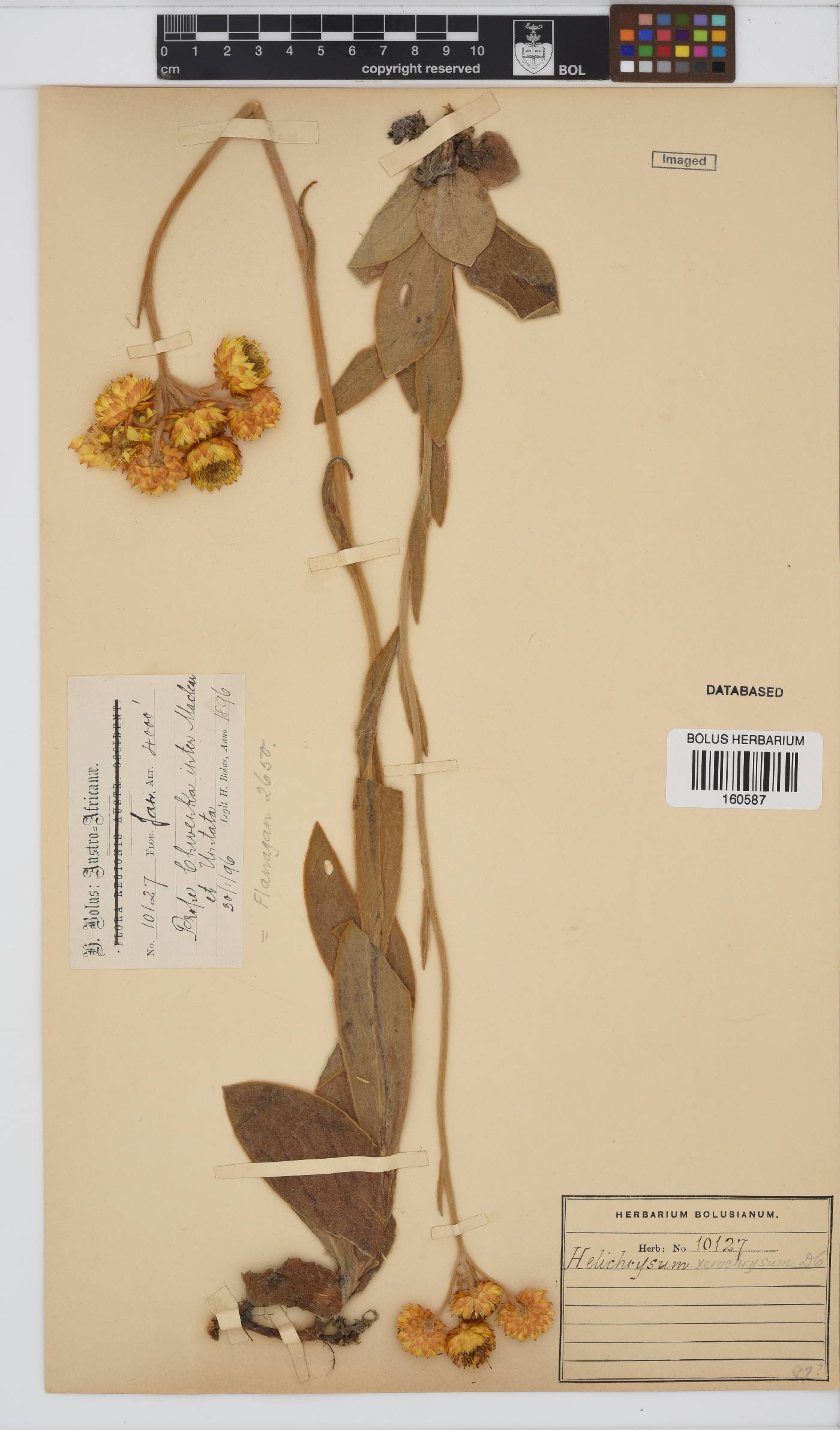 Helichrysum xerochrysum image