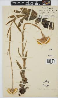 Helichrysum xerochrysum image