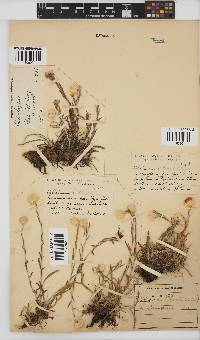 Helichrysum chionosphaerum image