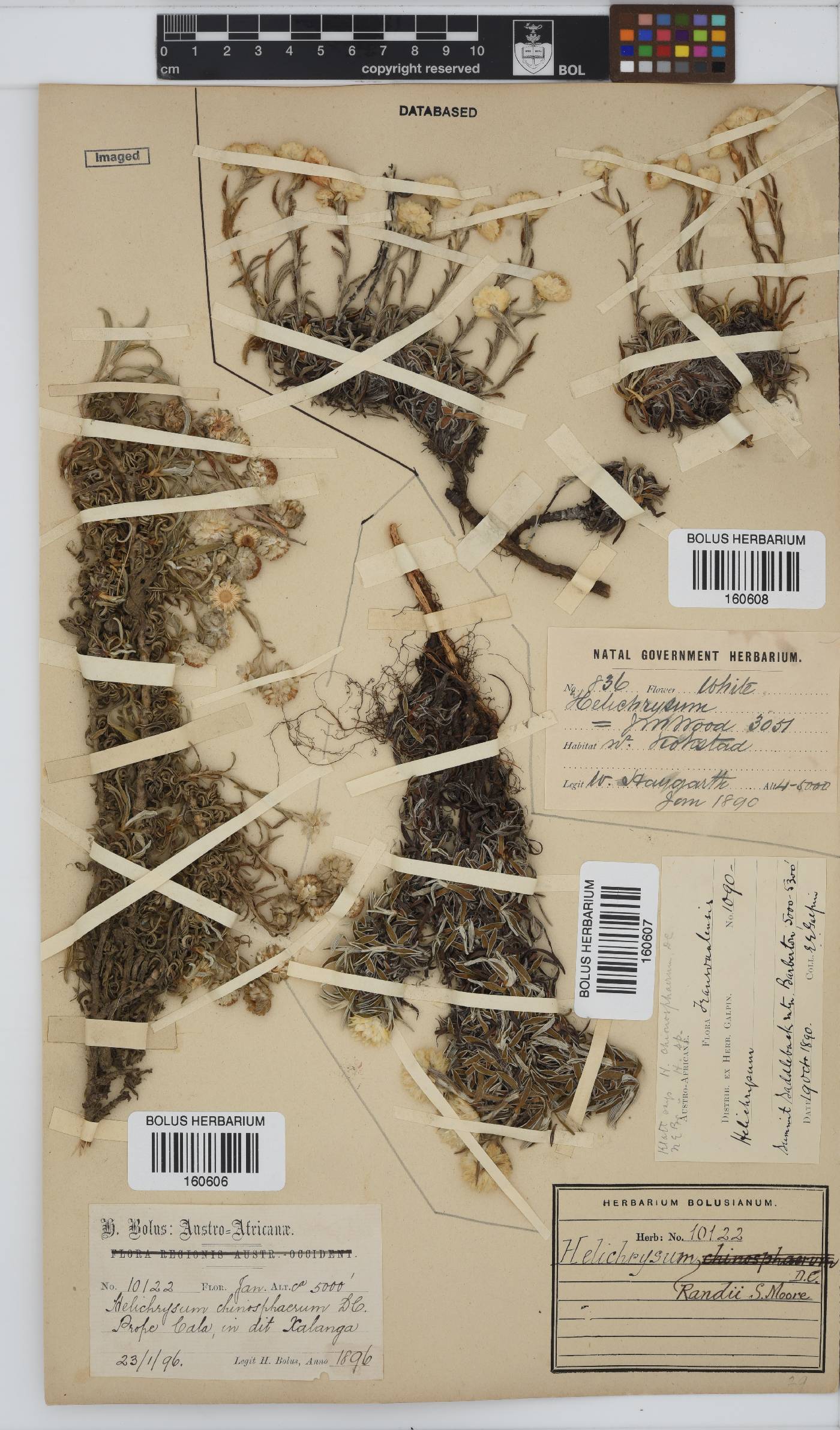 Helichrysum chionosphaerum image