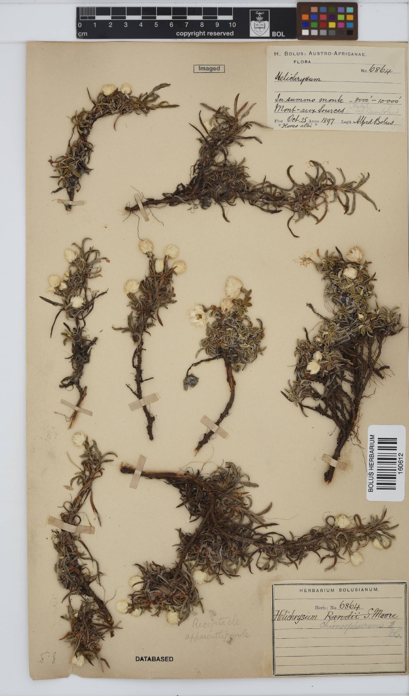 Helichrysum chionosphaerum image