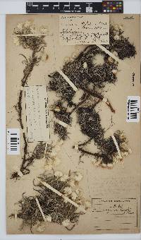 Helichrysum chionosphaerum image