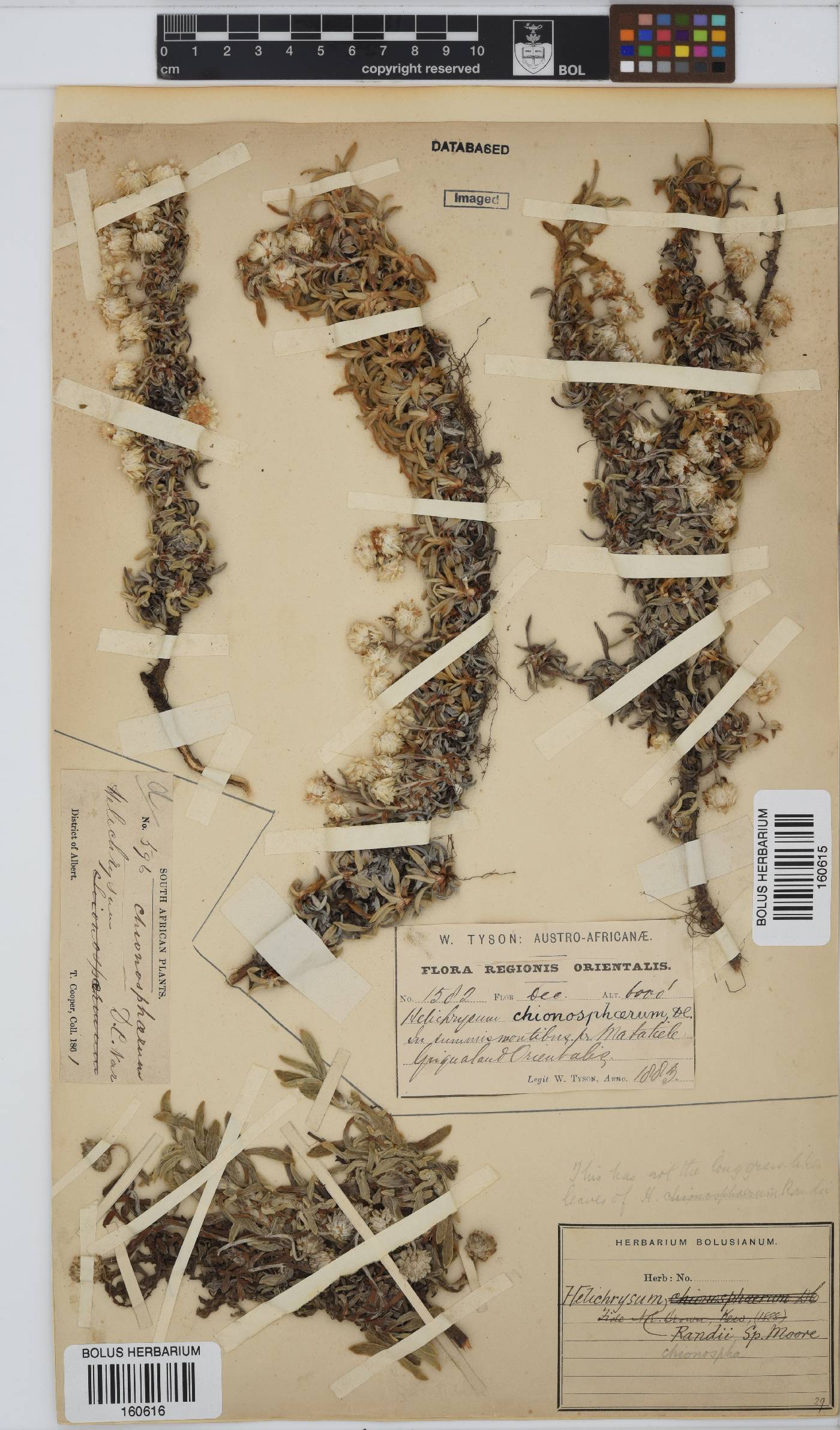 Helichrysum chionosphaerum image