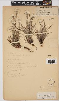 Helichrysum grandibracteatum image