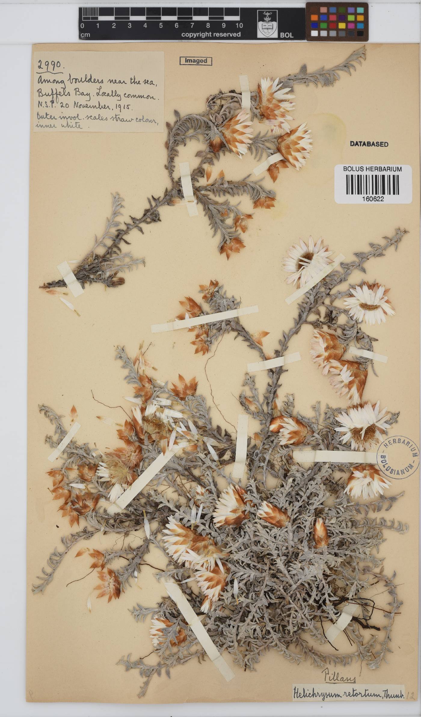 Helichrysum retortum image