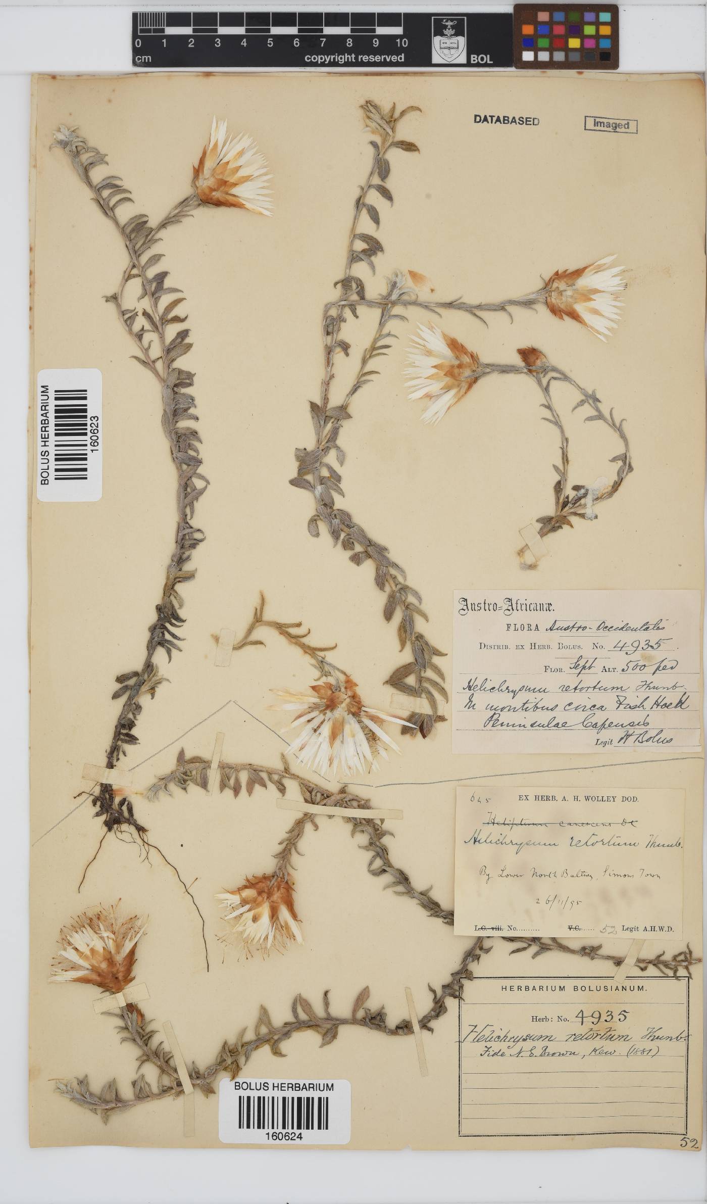 Helichrysum retortum image