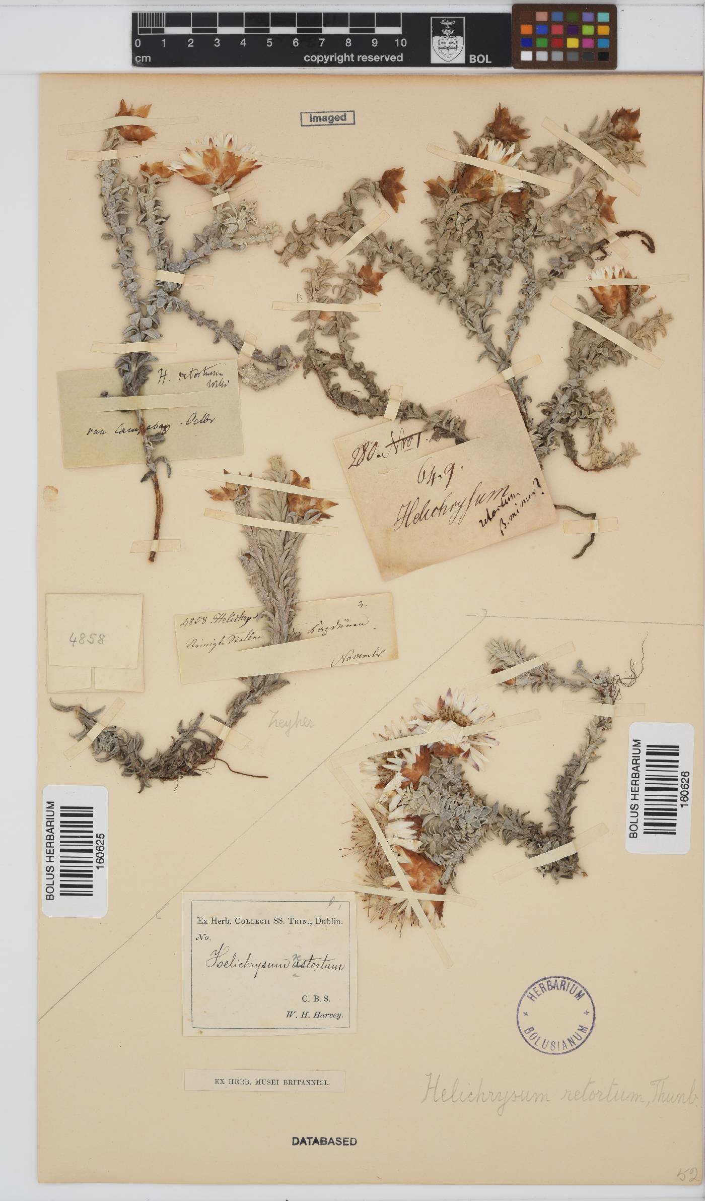 Helichrysum retortum image