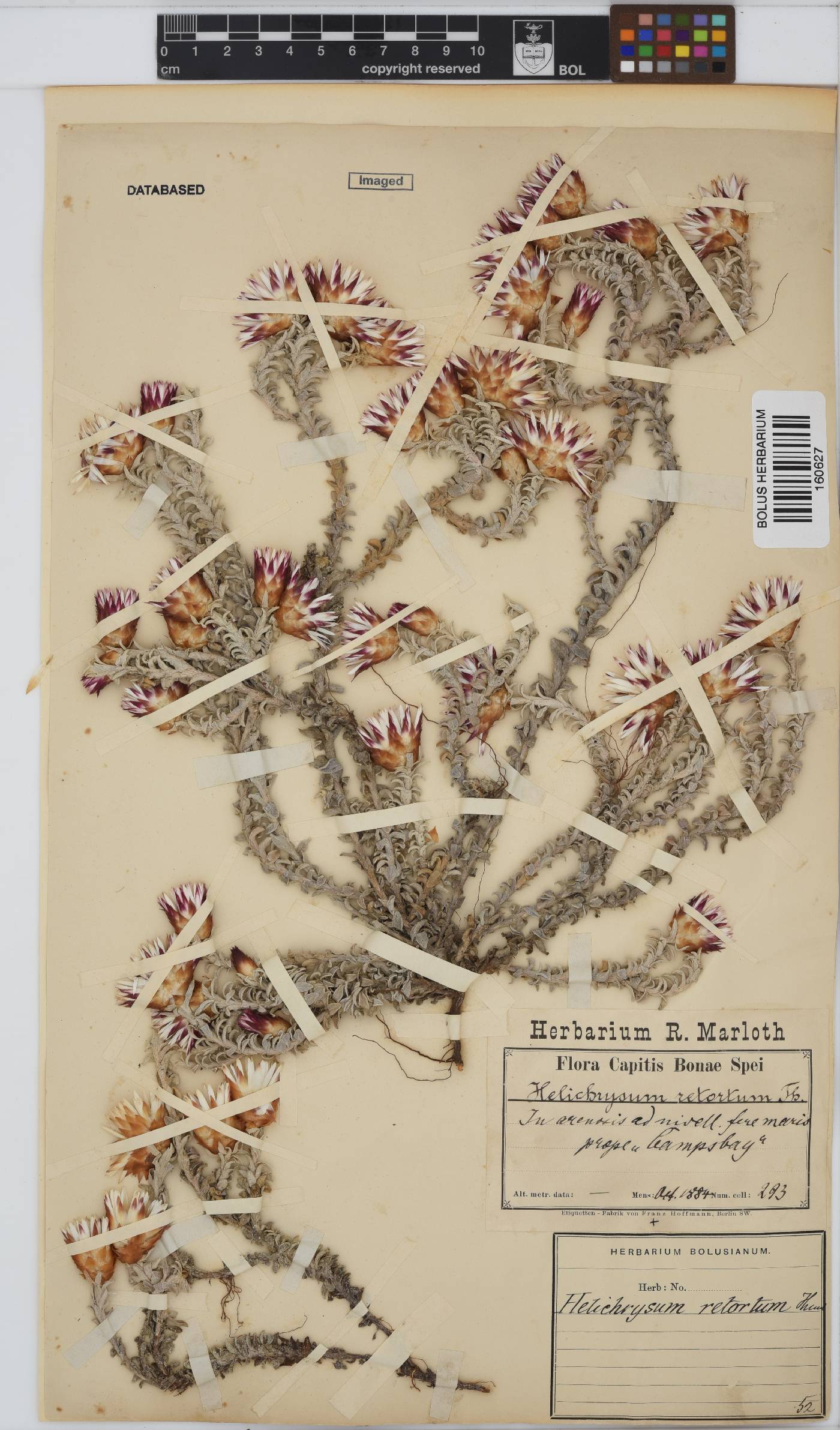 Helichrysum retortum image