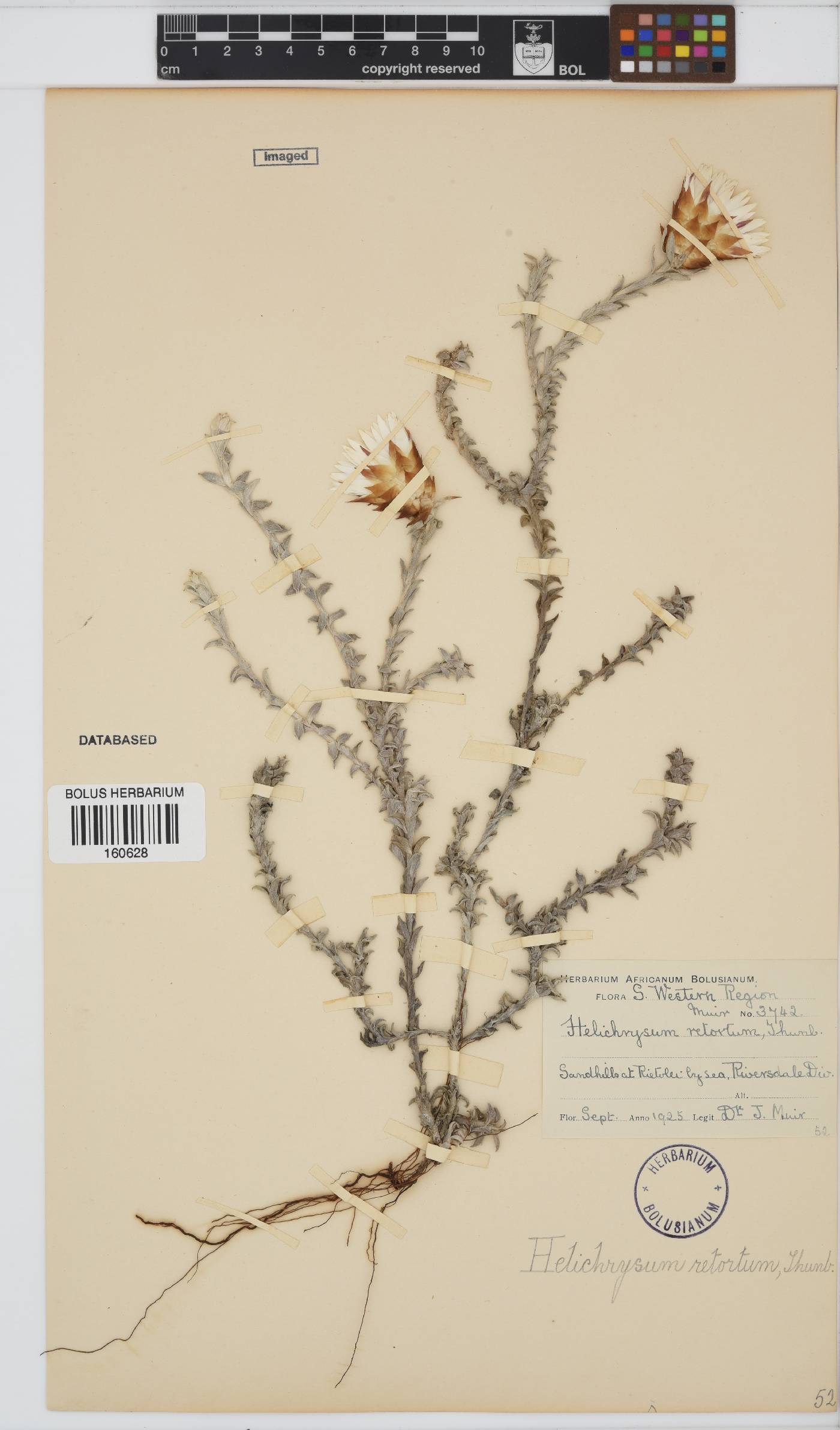 Helichrysum retortum image