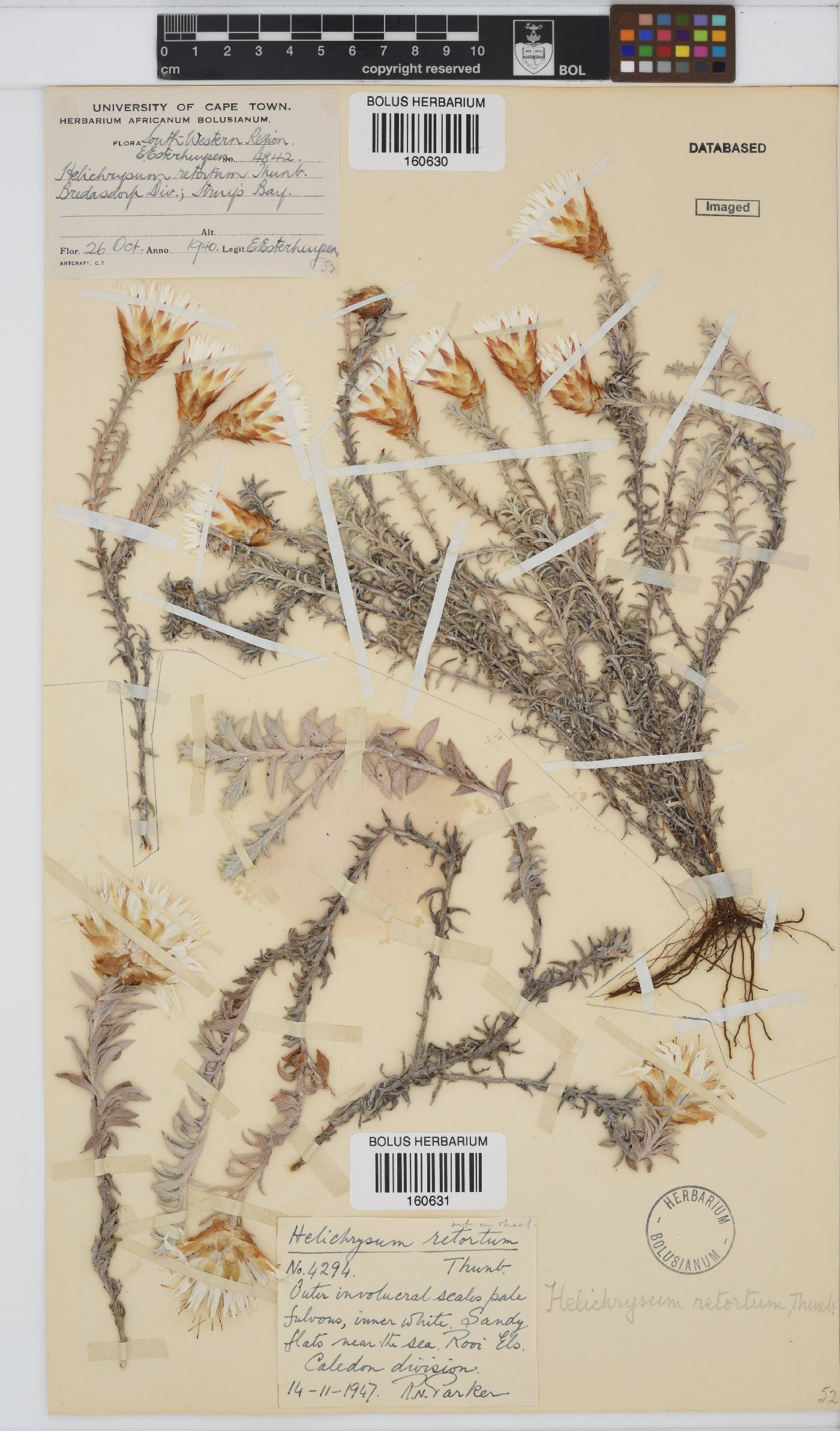 Helichrysum retortum image