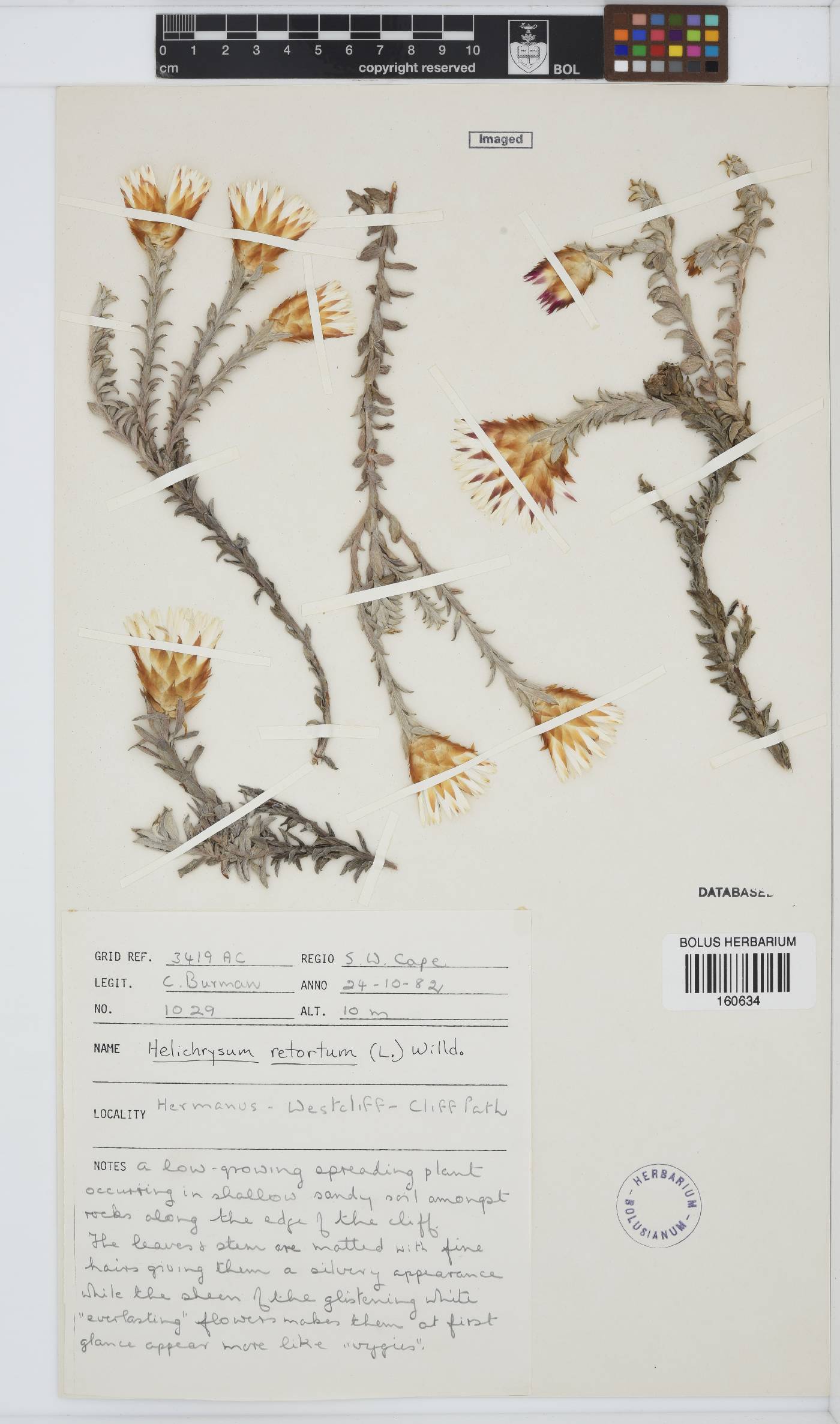 Helichrysum retortum image