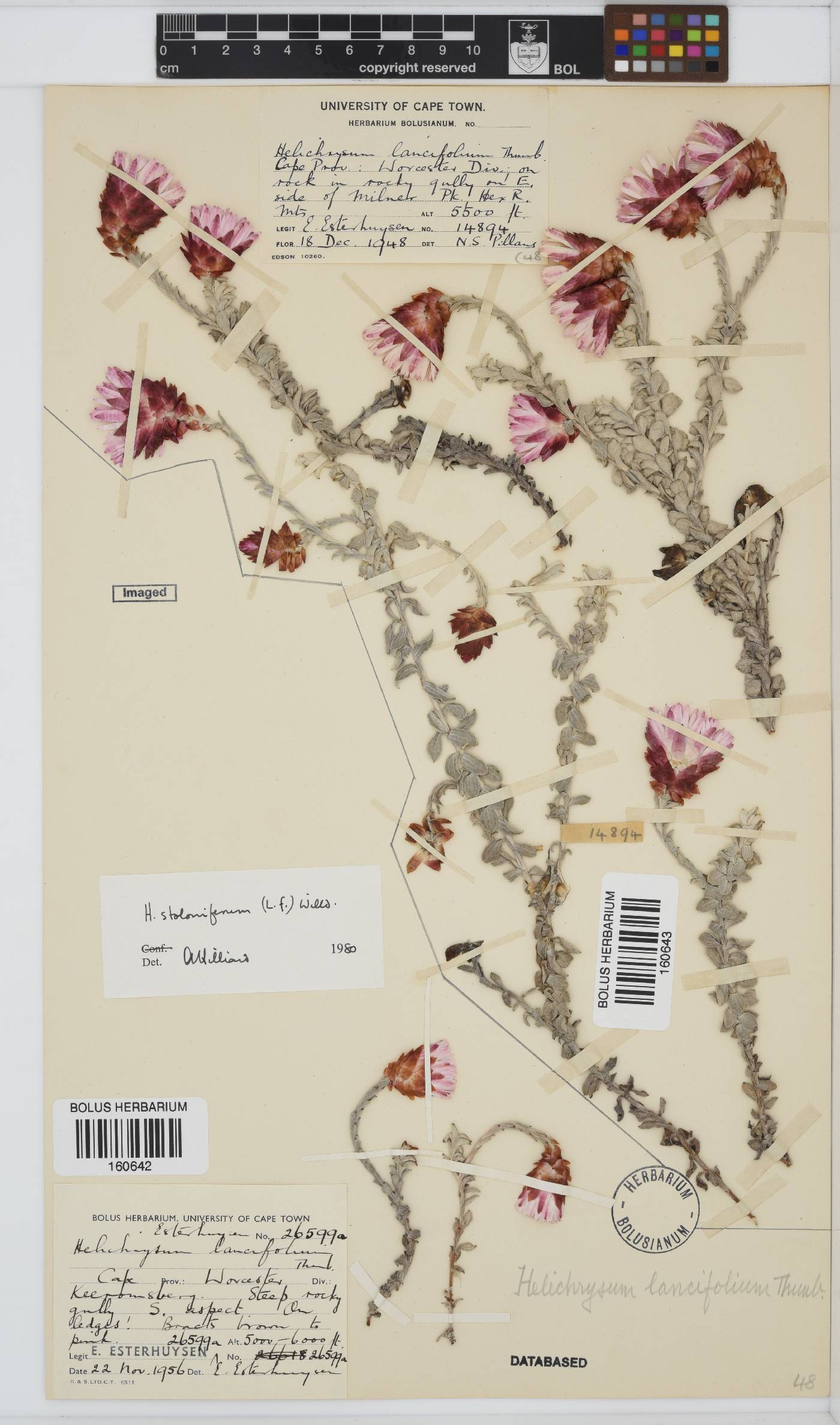 Helichrysum stoloniferum image
