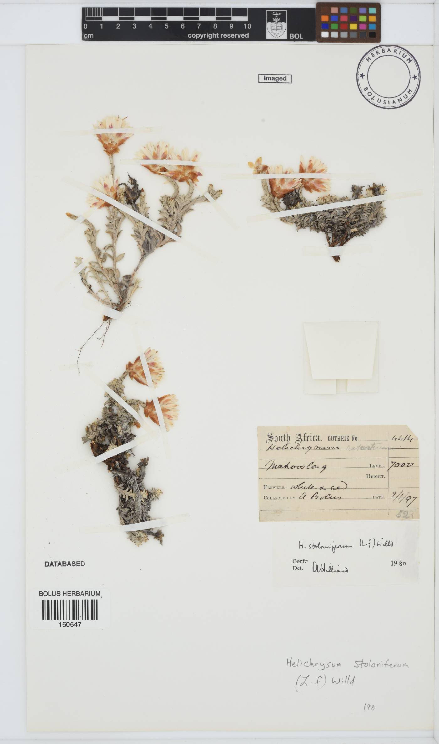 Helichrysum stoloniferum image