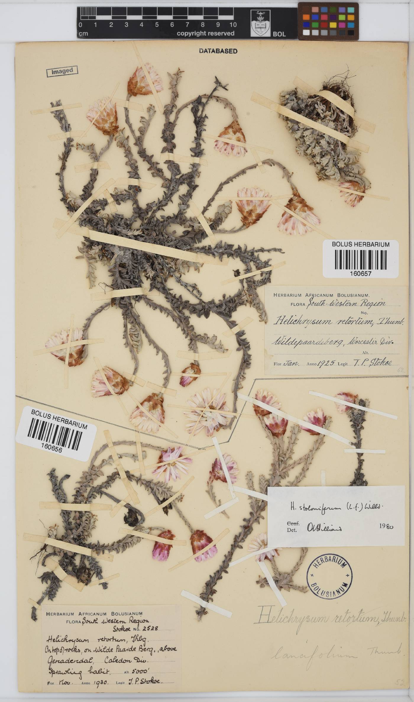 Helichrysum stoloniferum image