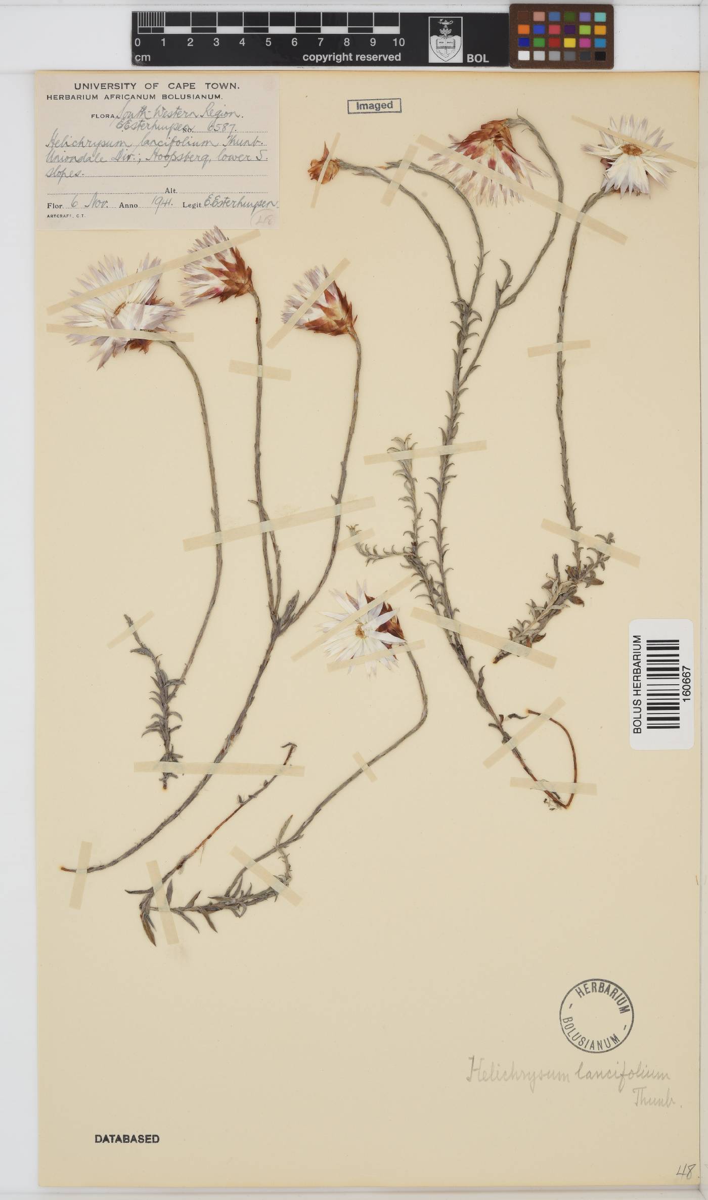 Helichrysum lancifolium image