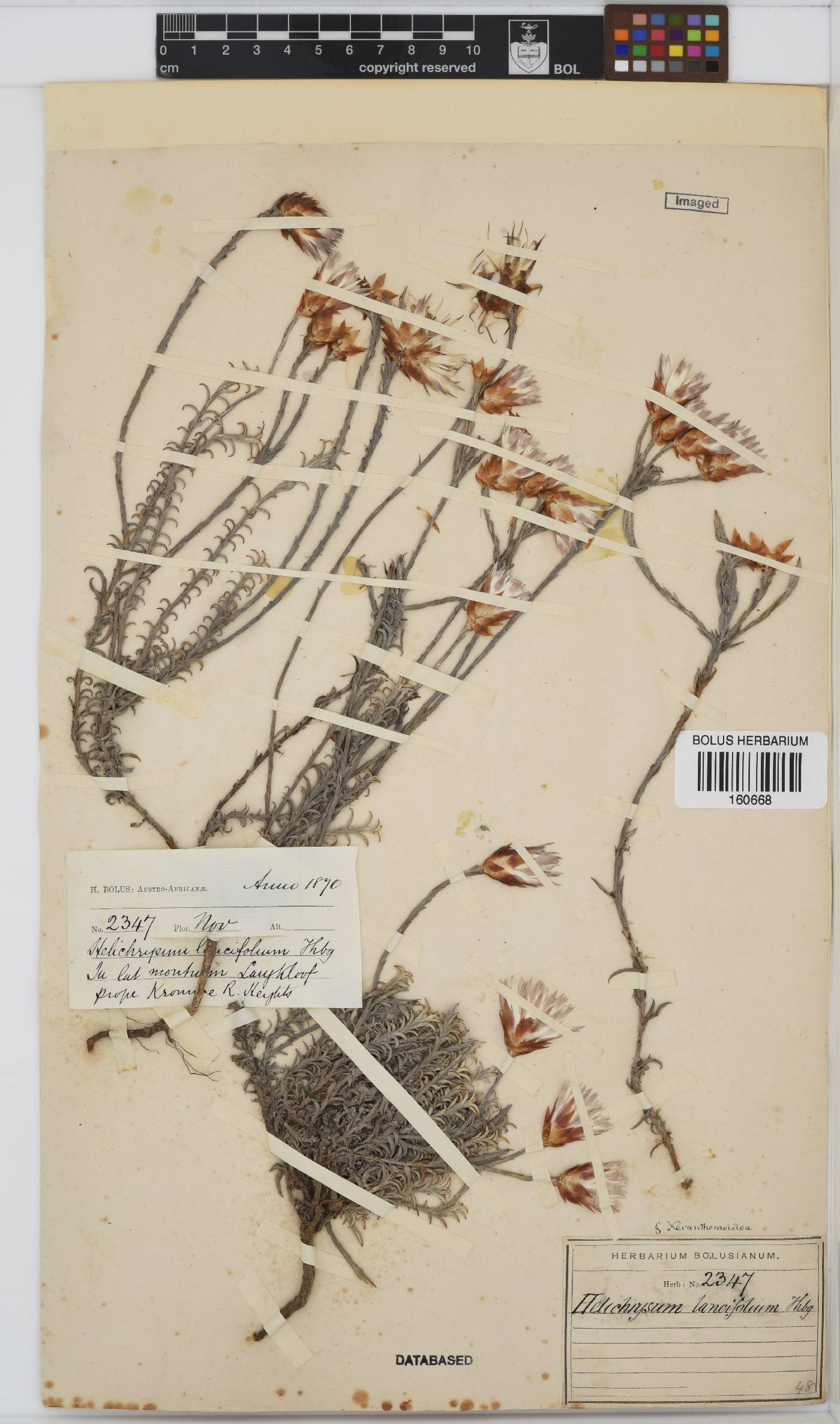 Helichrysum lancifolium image