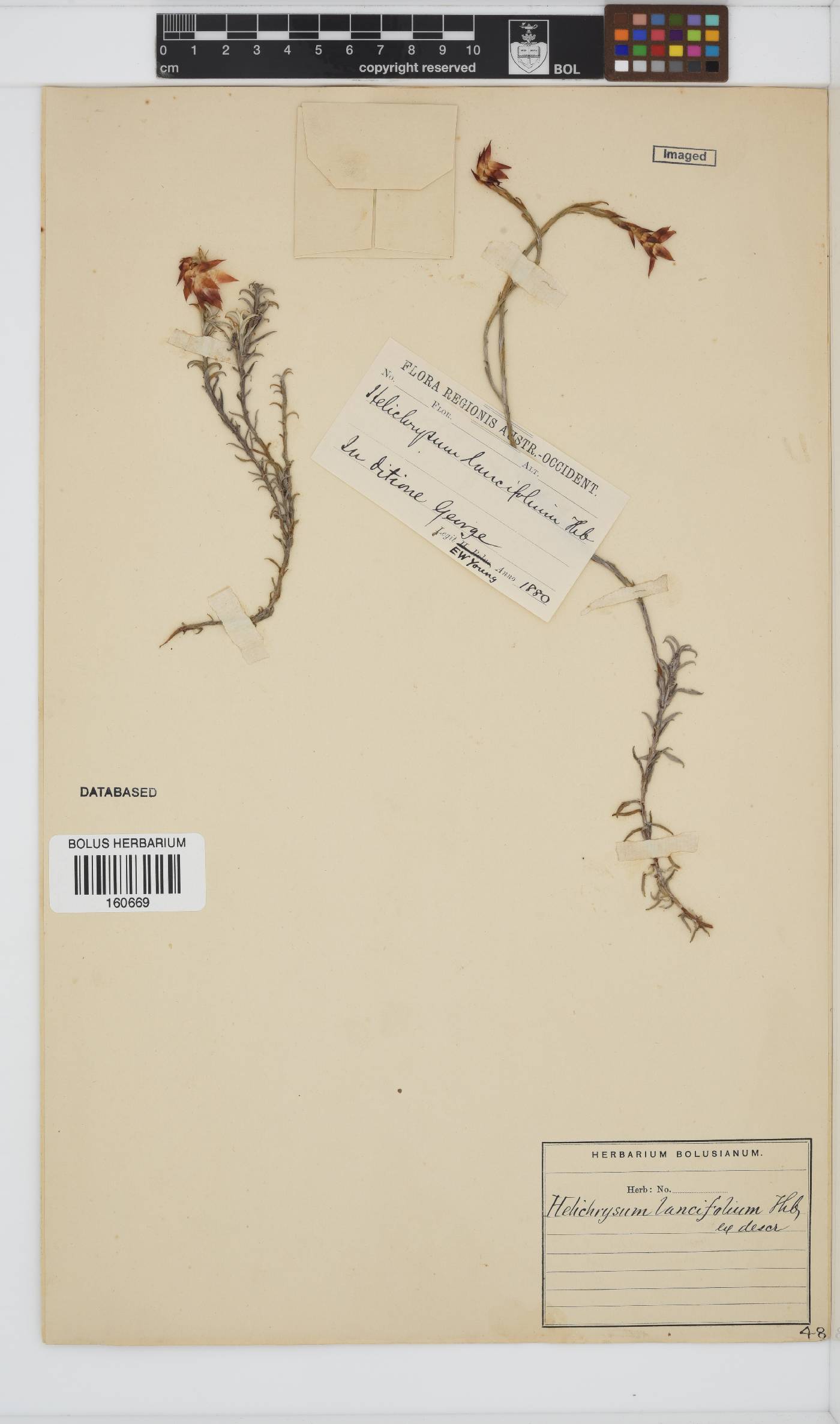 Helichrysum lancifolium image
