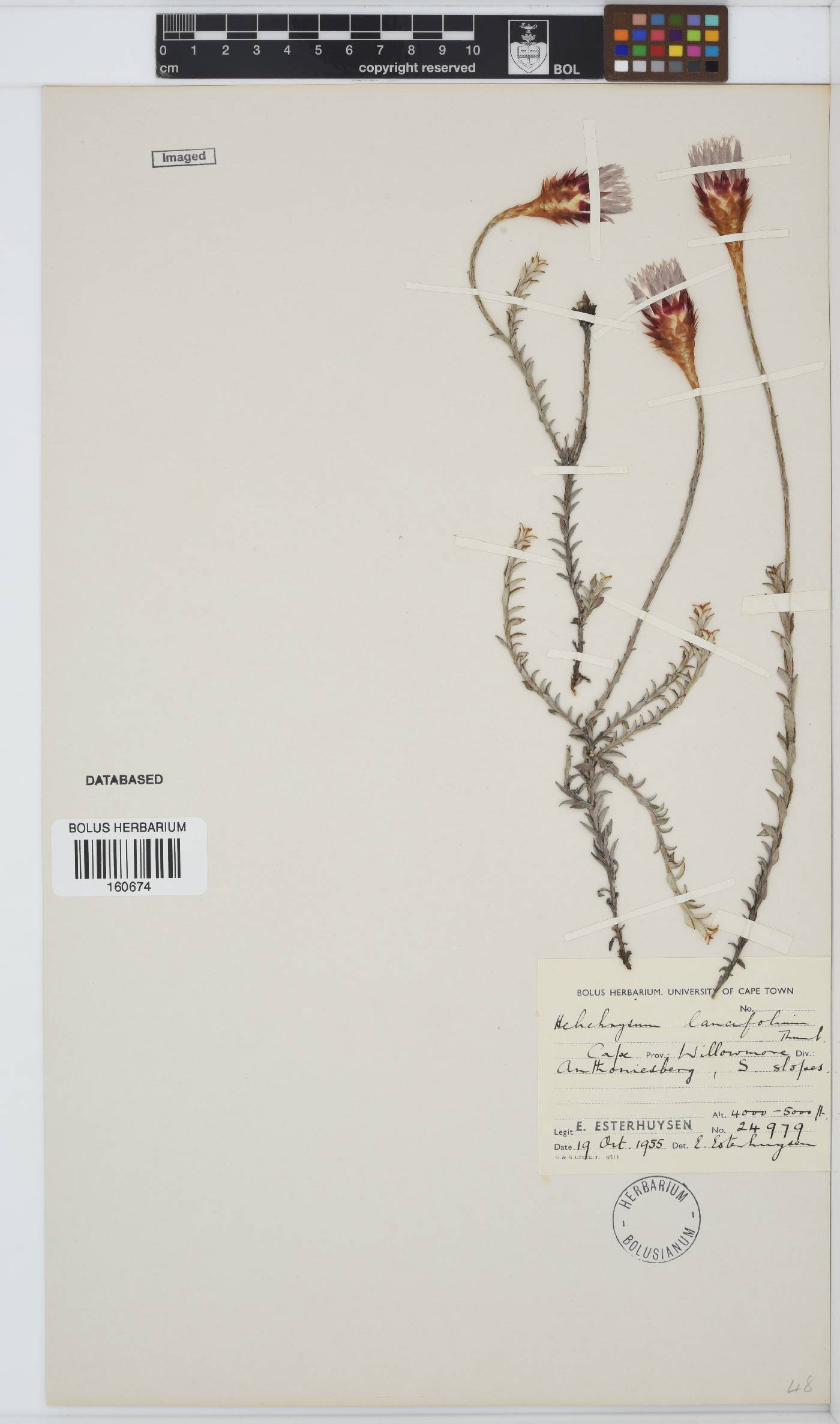 Helichrysum lancifolium image