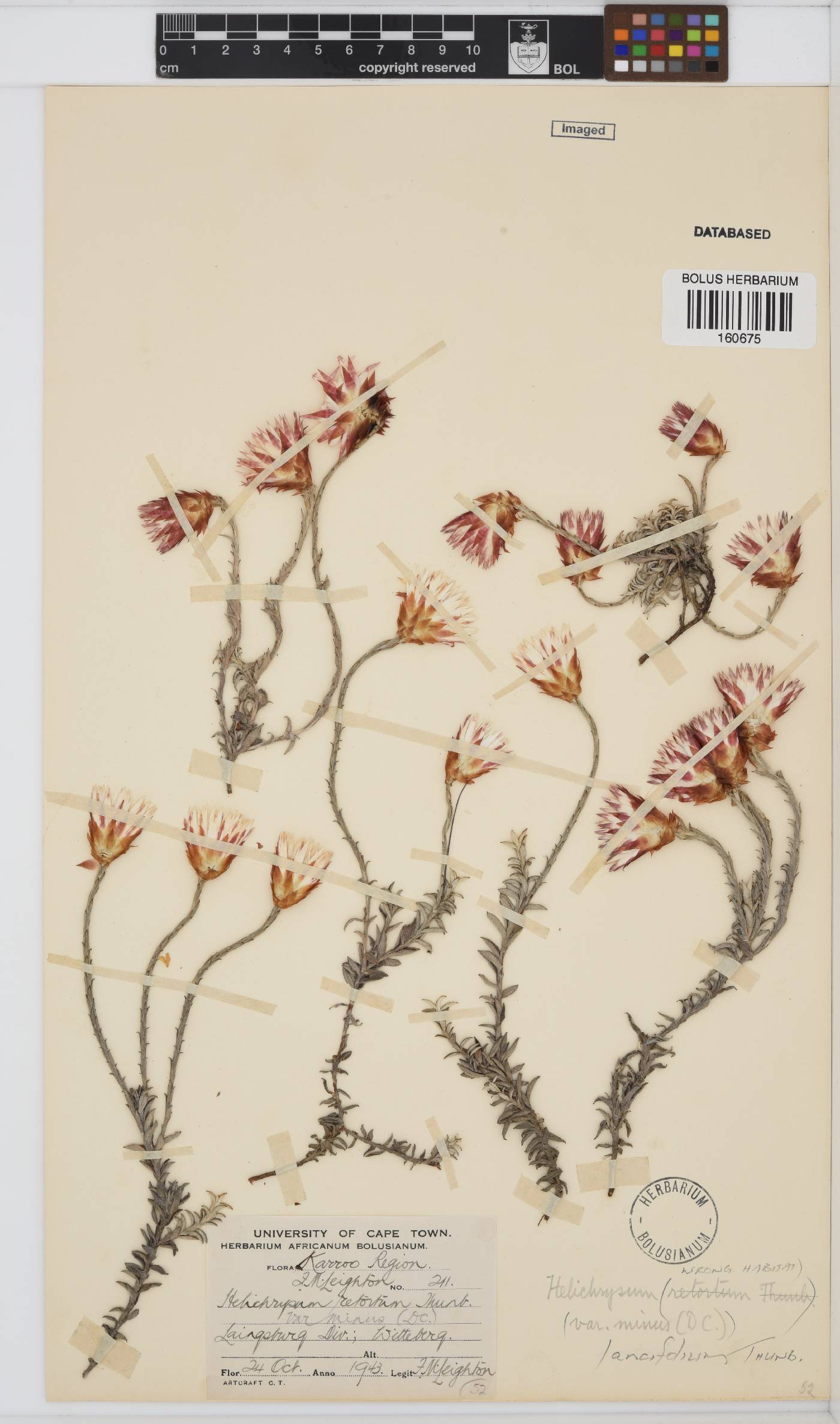 Helichrysum lancifolium image