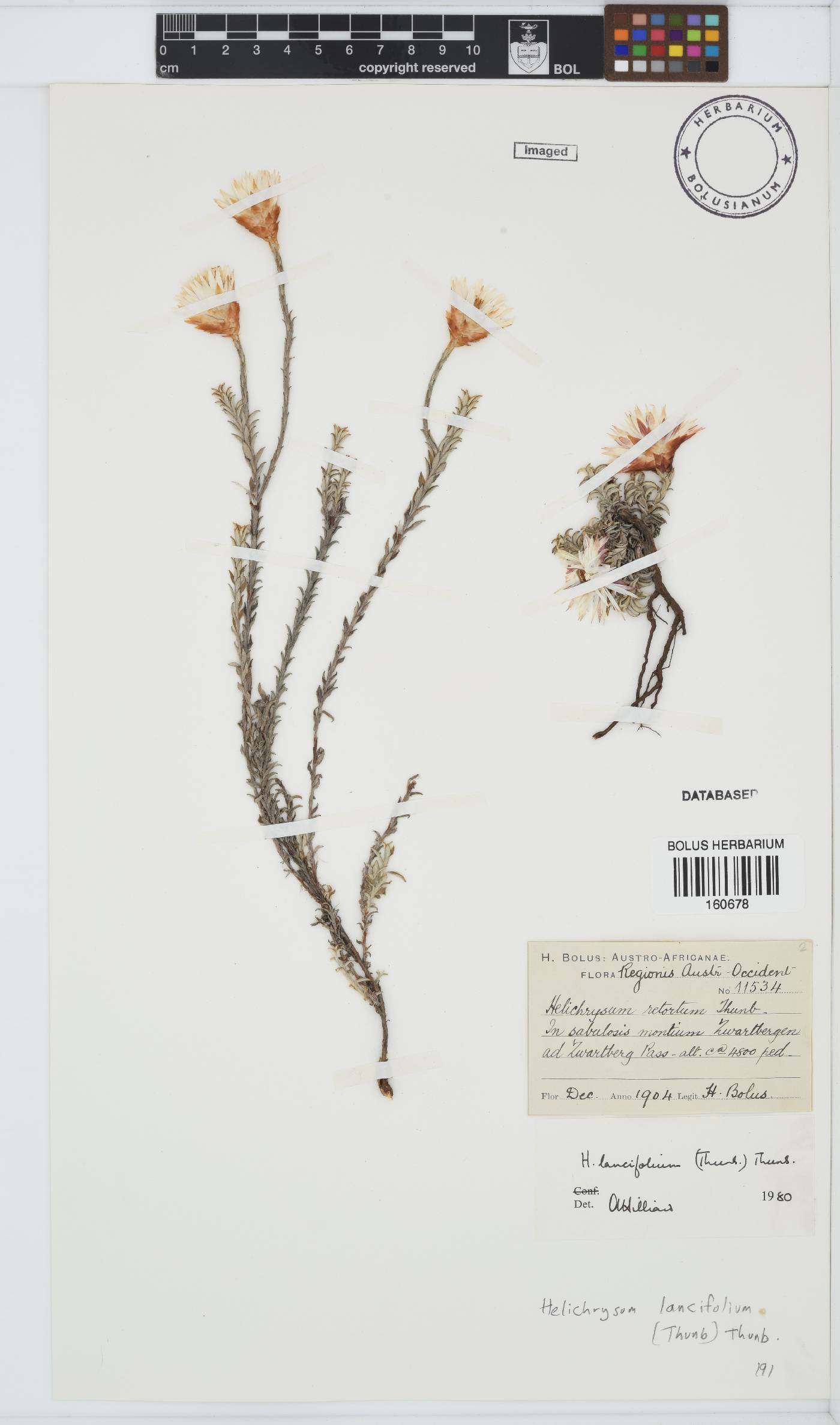 Helichrysum lancifolium image