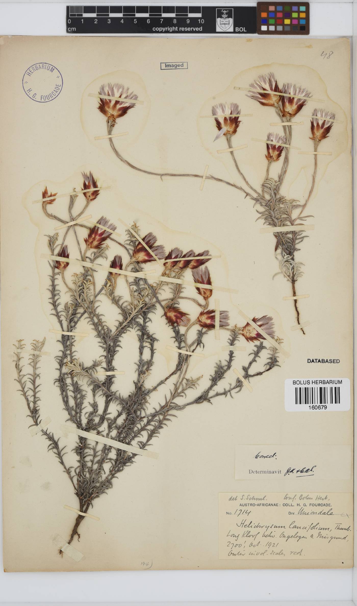 Helichrysum lancifolium image