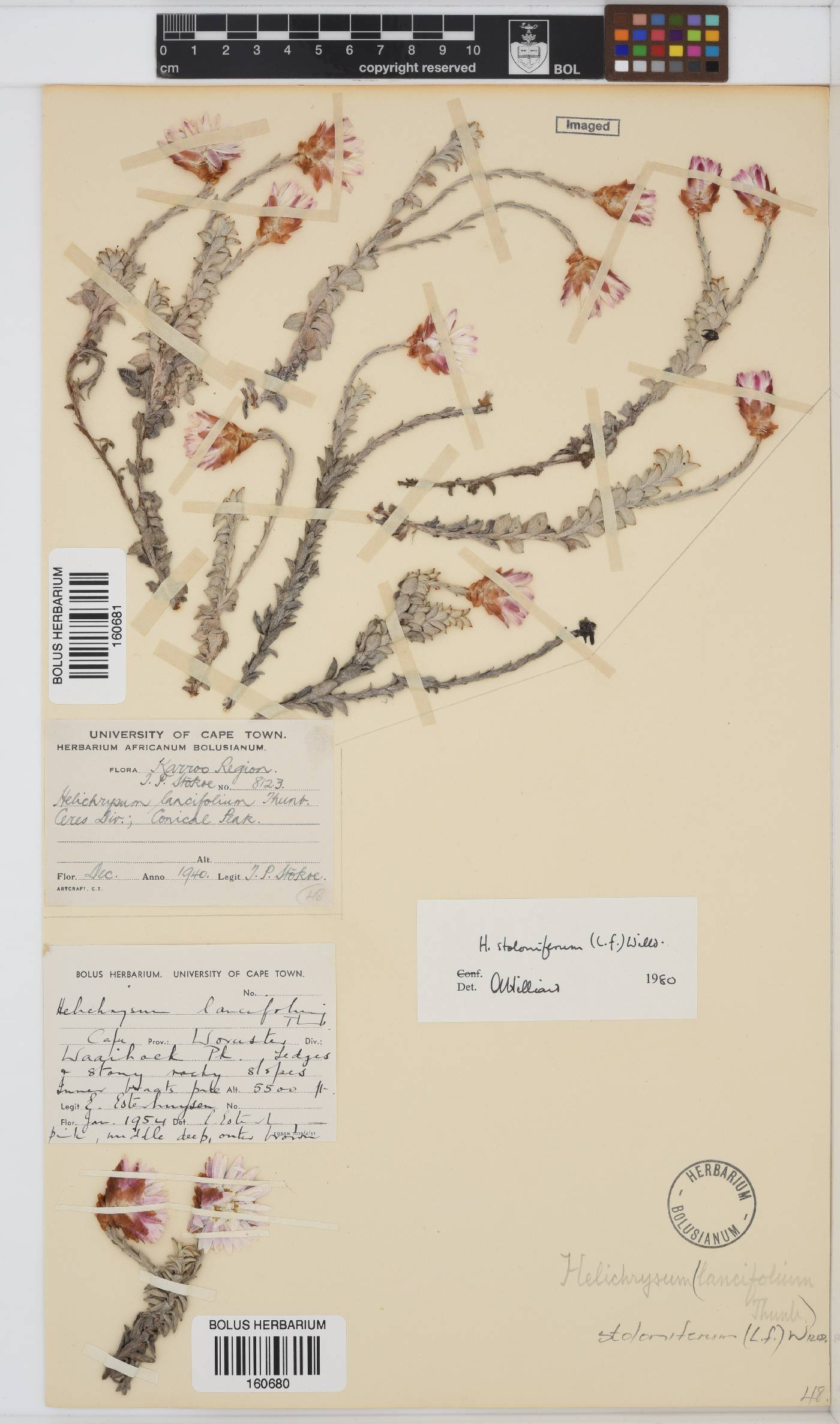 Helichrysum stoloniferum image