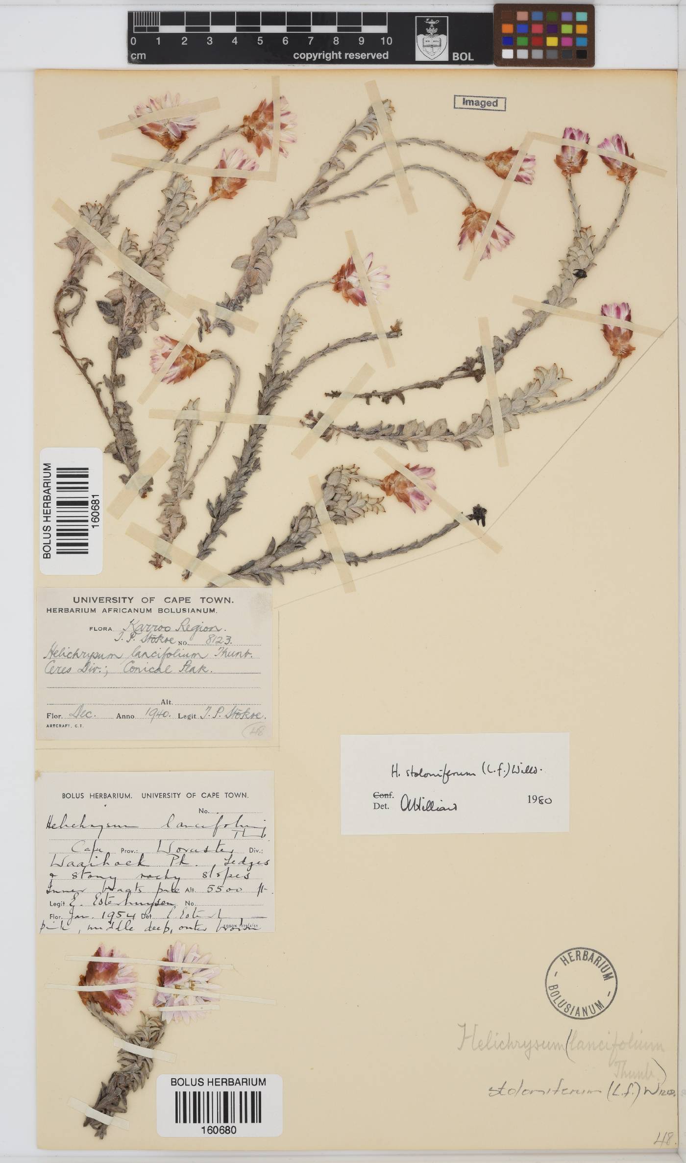 Helichrysum stoloniferum image