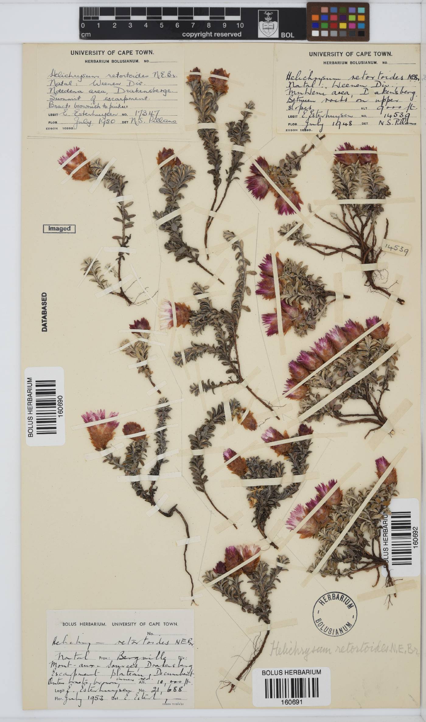 Helichrysum retortoides image