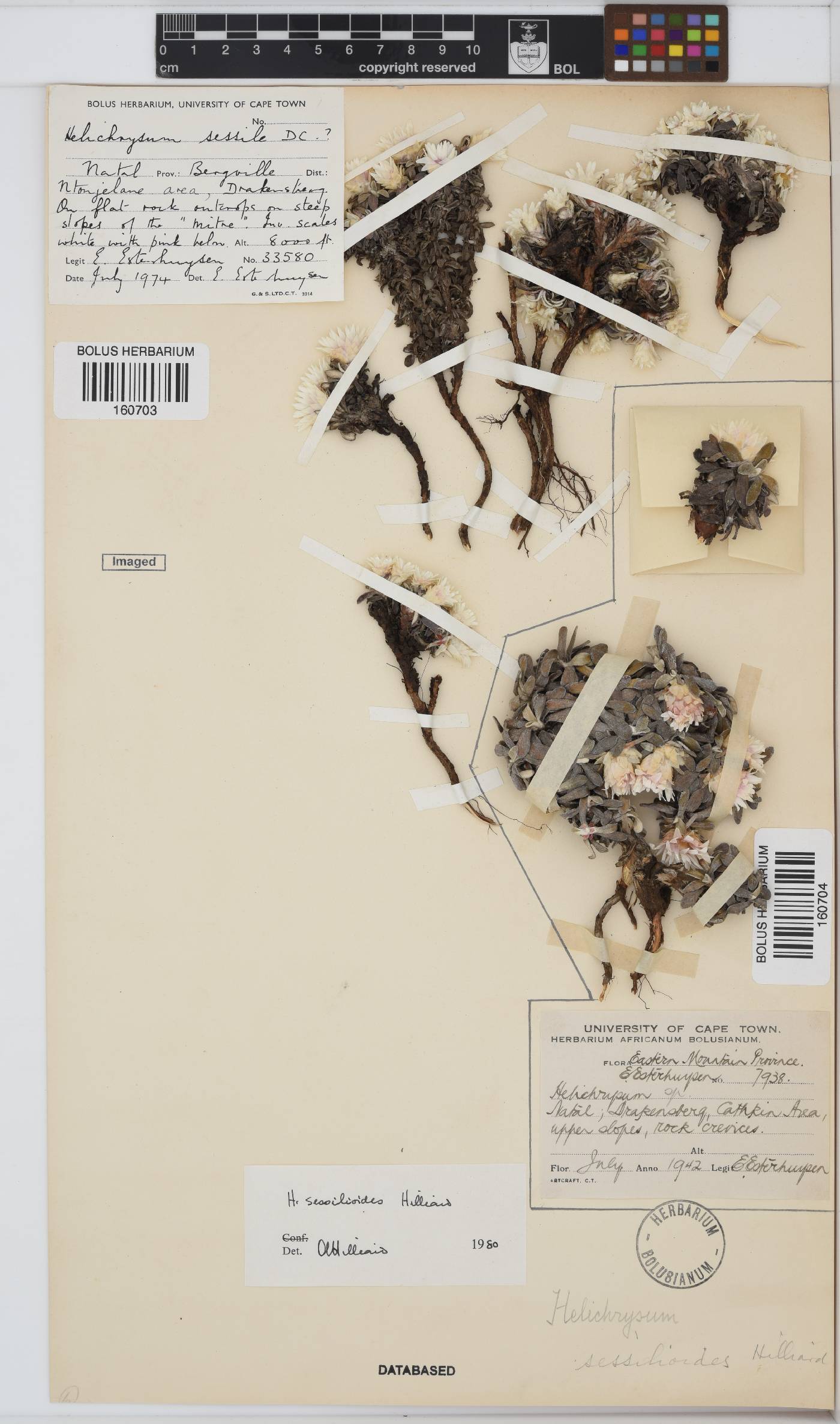 Helichrysum sessilioides image