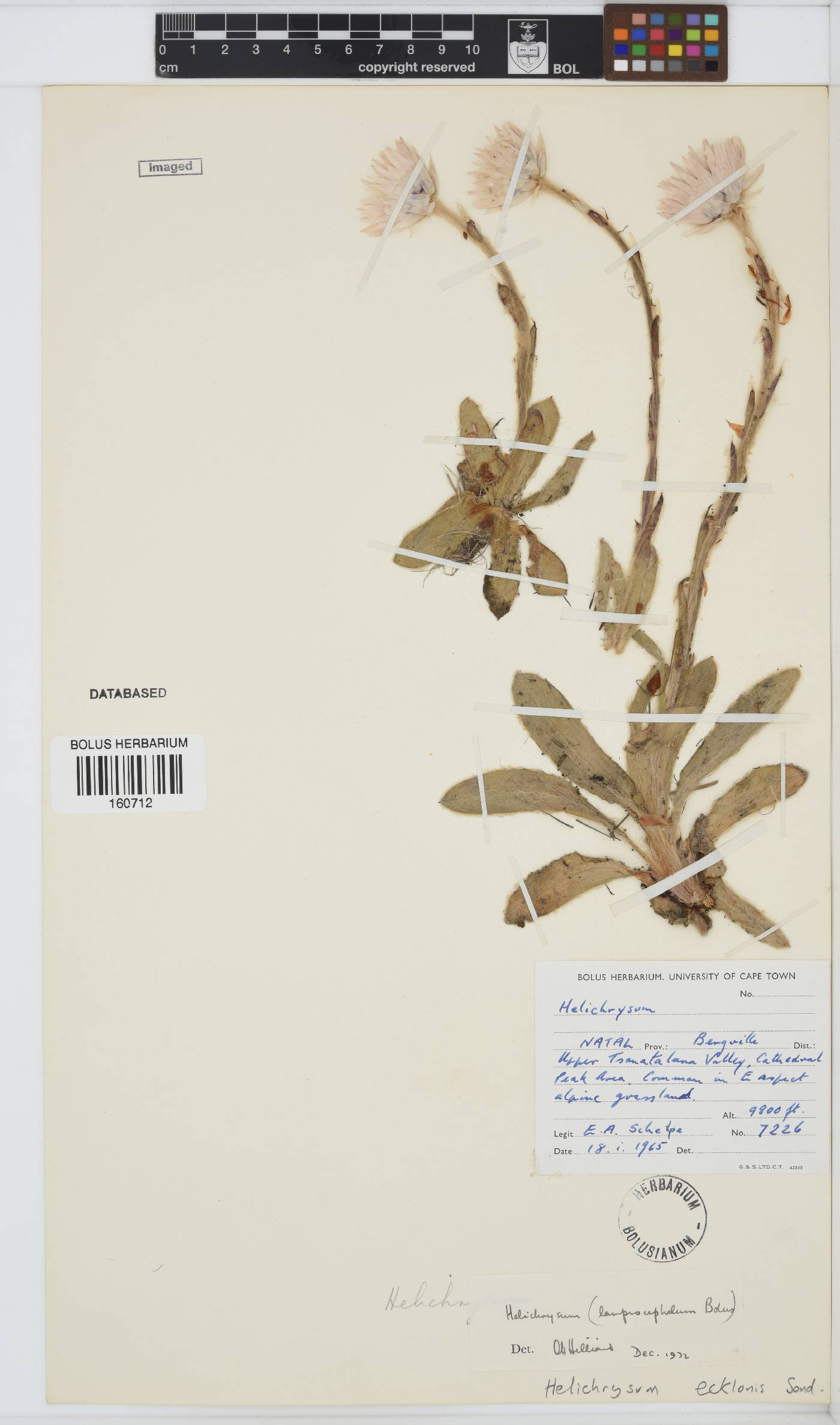 Helichrysum ecklonis image
