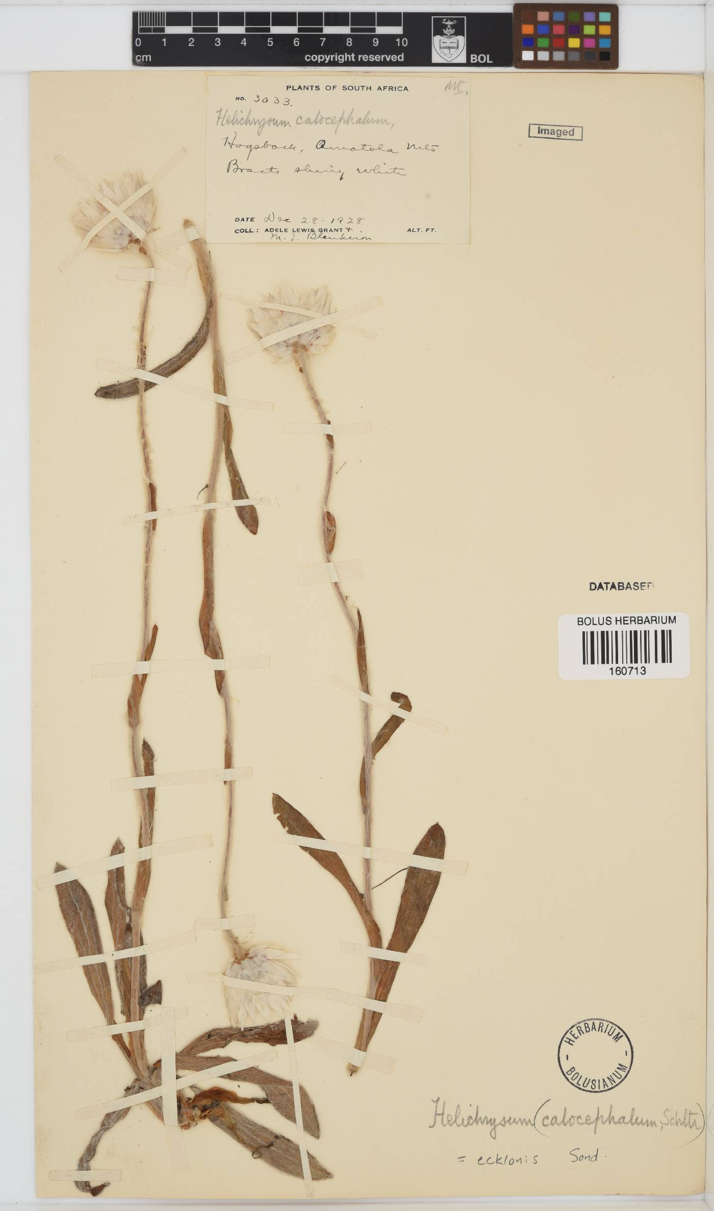 Helichrysum ecklonis image