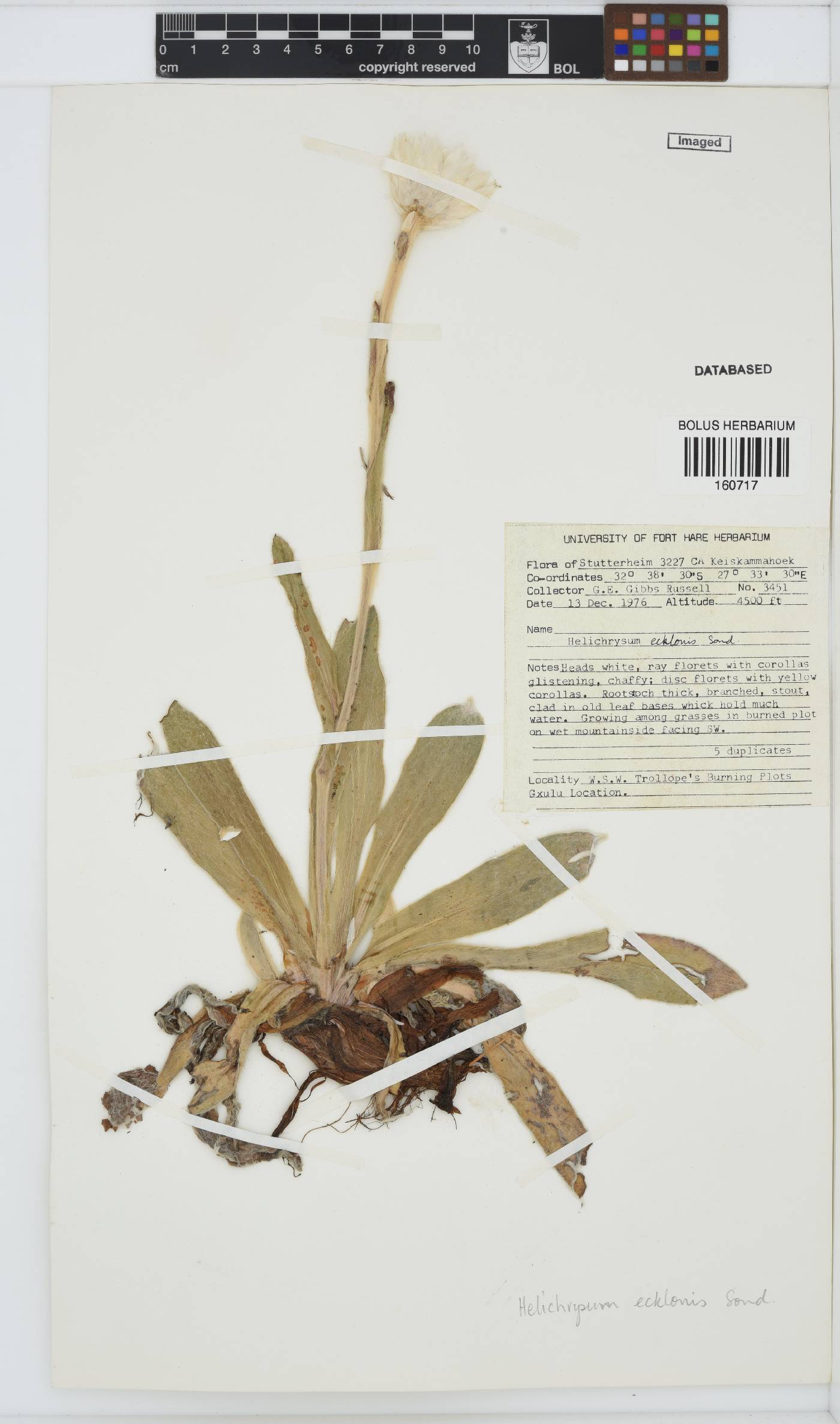 Helichrysum ecklonis image