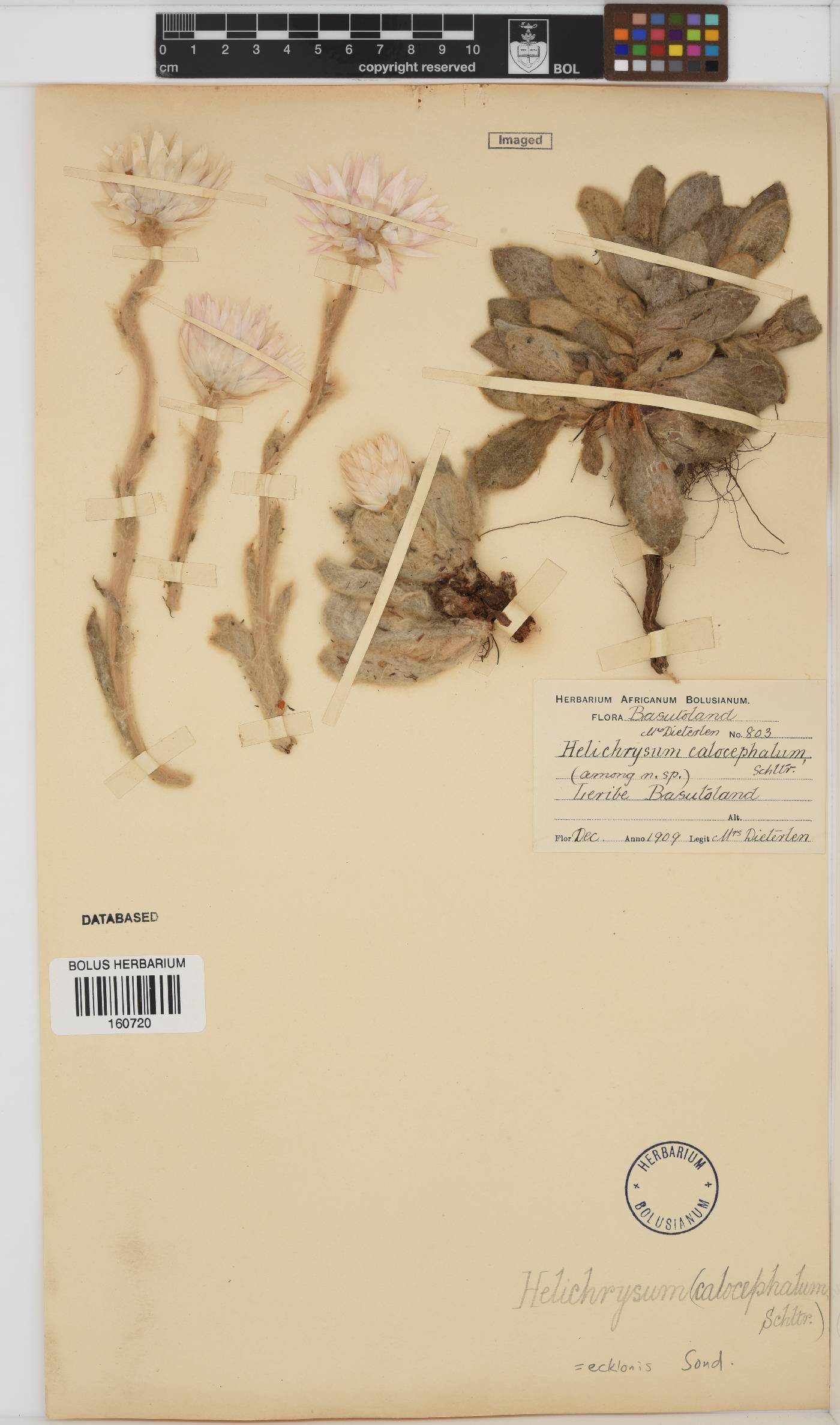 Helichrysum ecklonis image