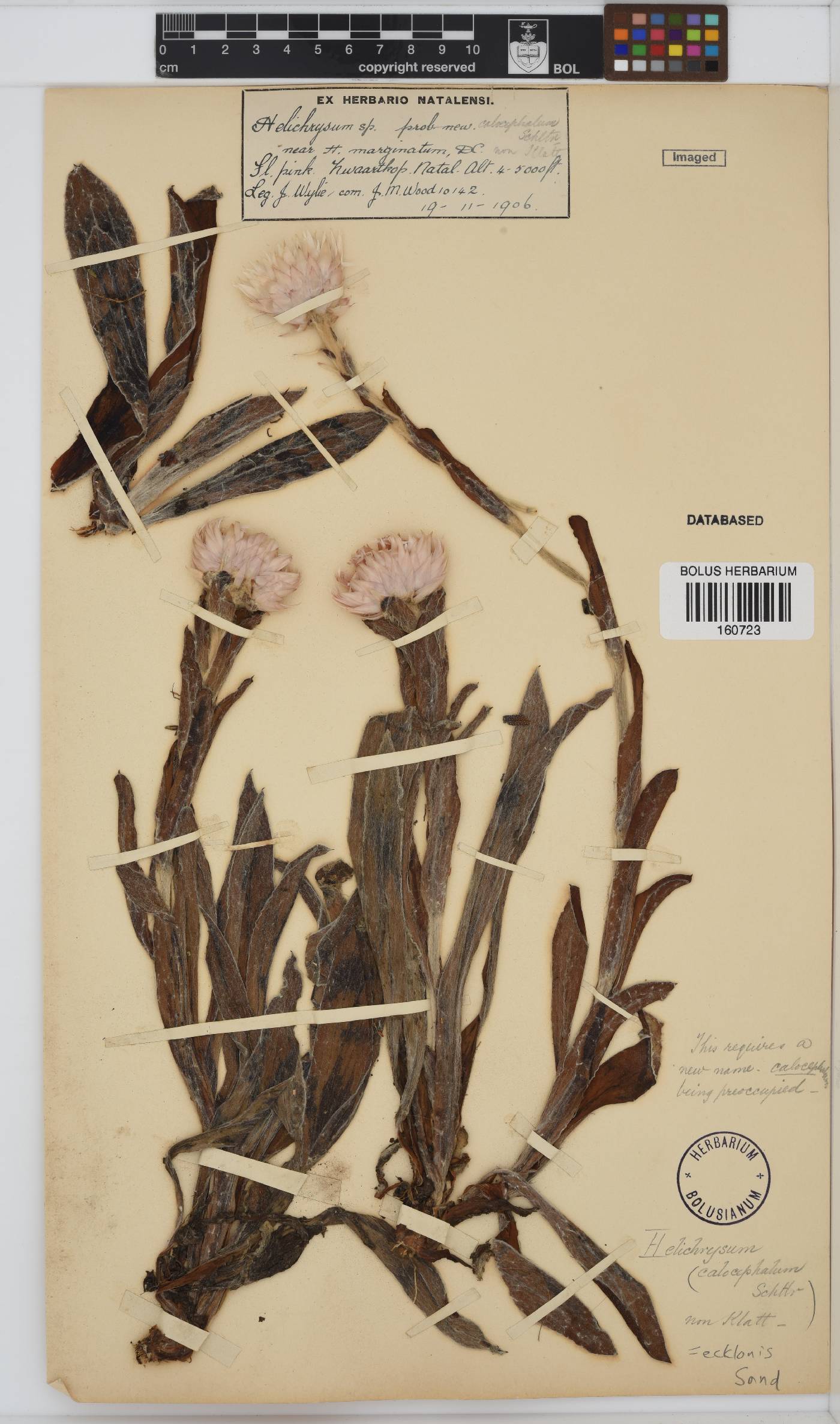 Helichrysum ecklonis image
