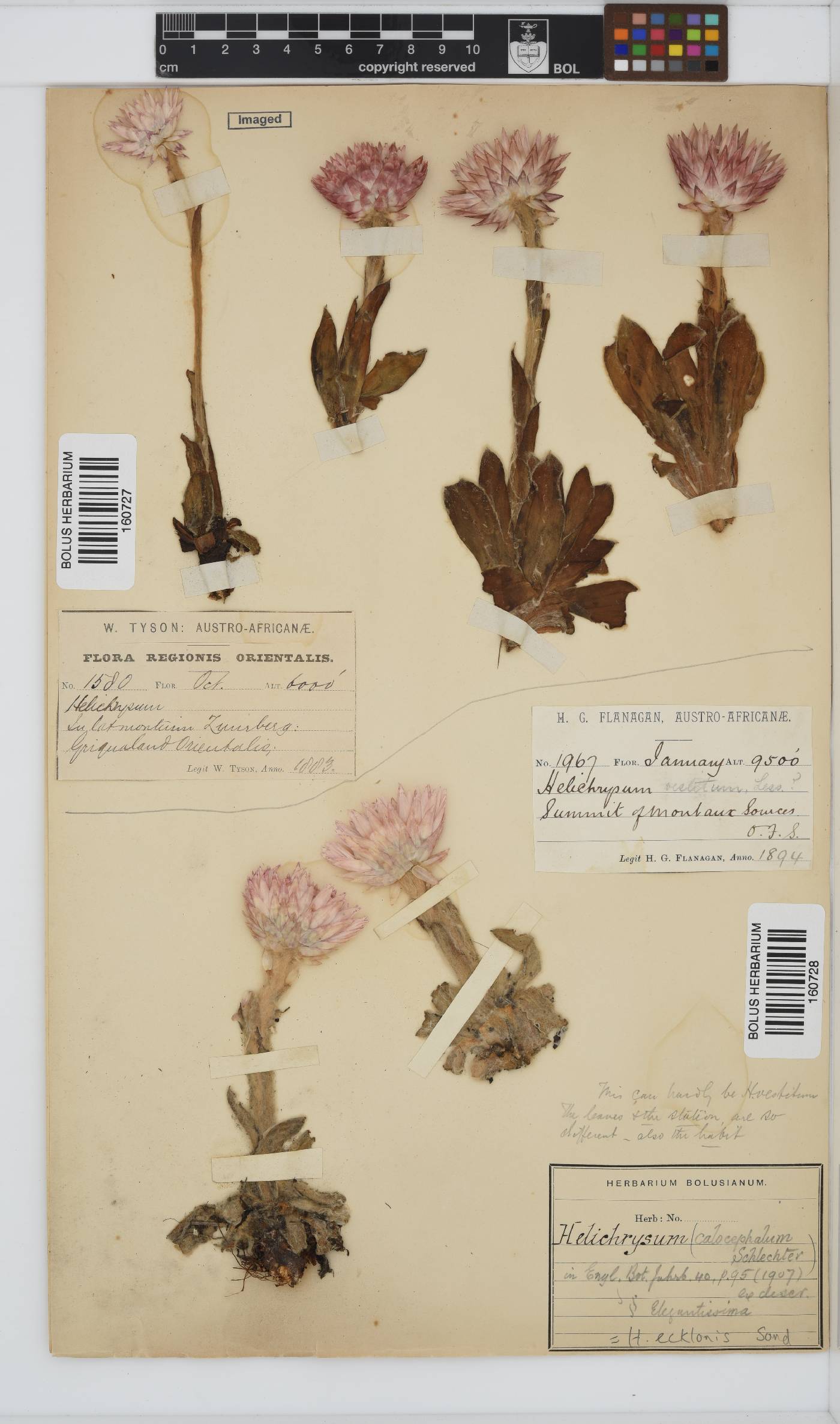Helichrysum ecklonis image