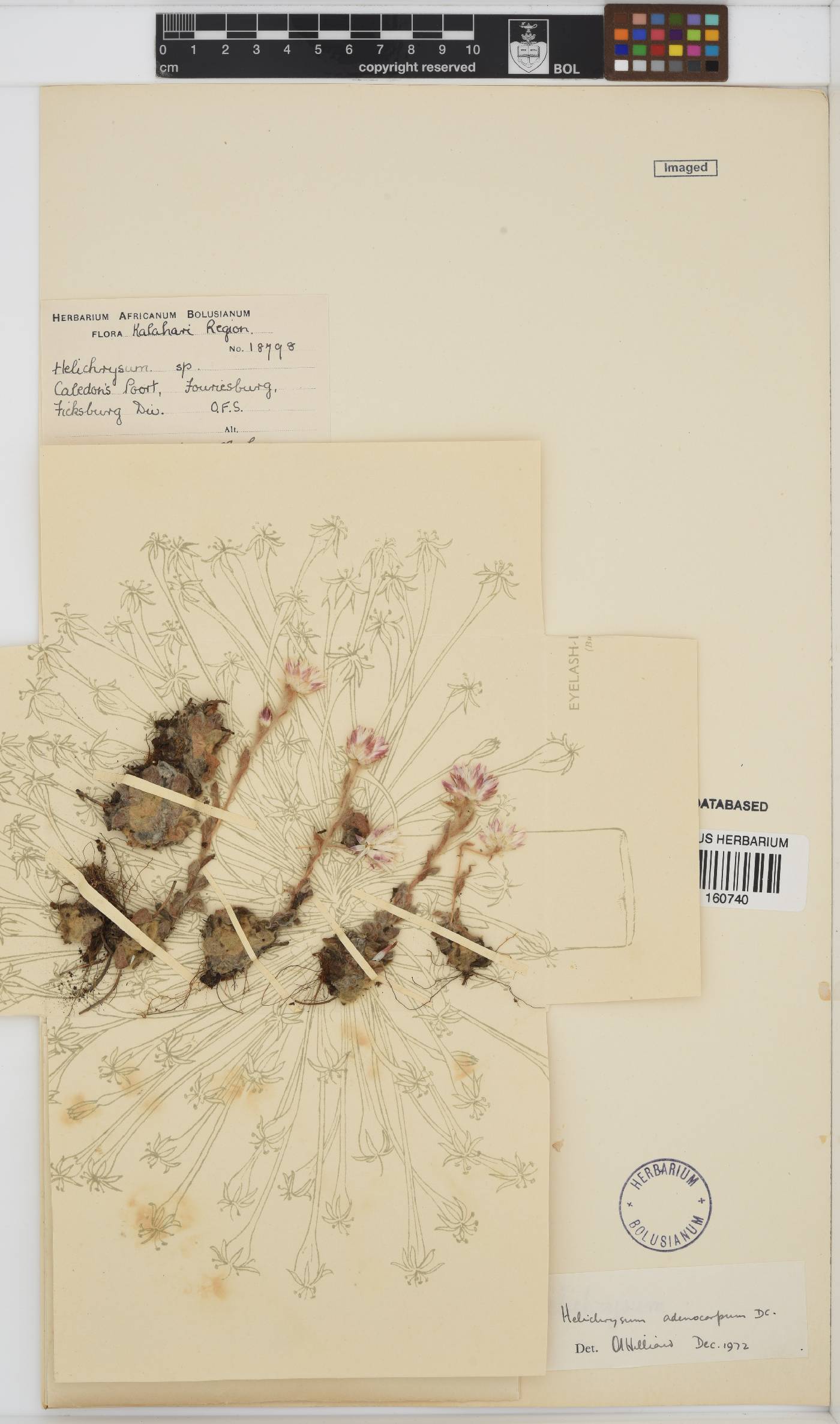 Helichrysum adenocarpum image