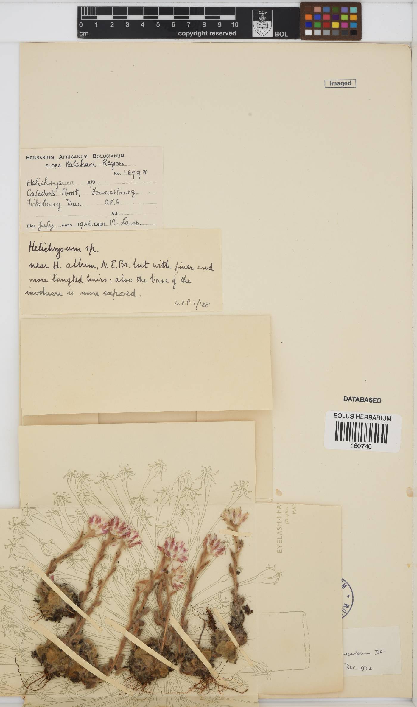 Helichrysum adenocarpum image