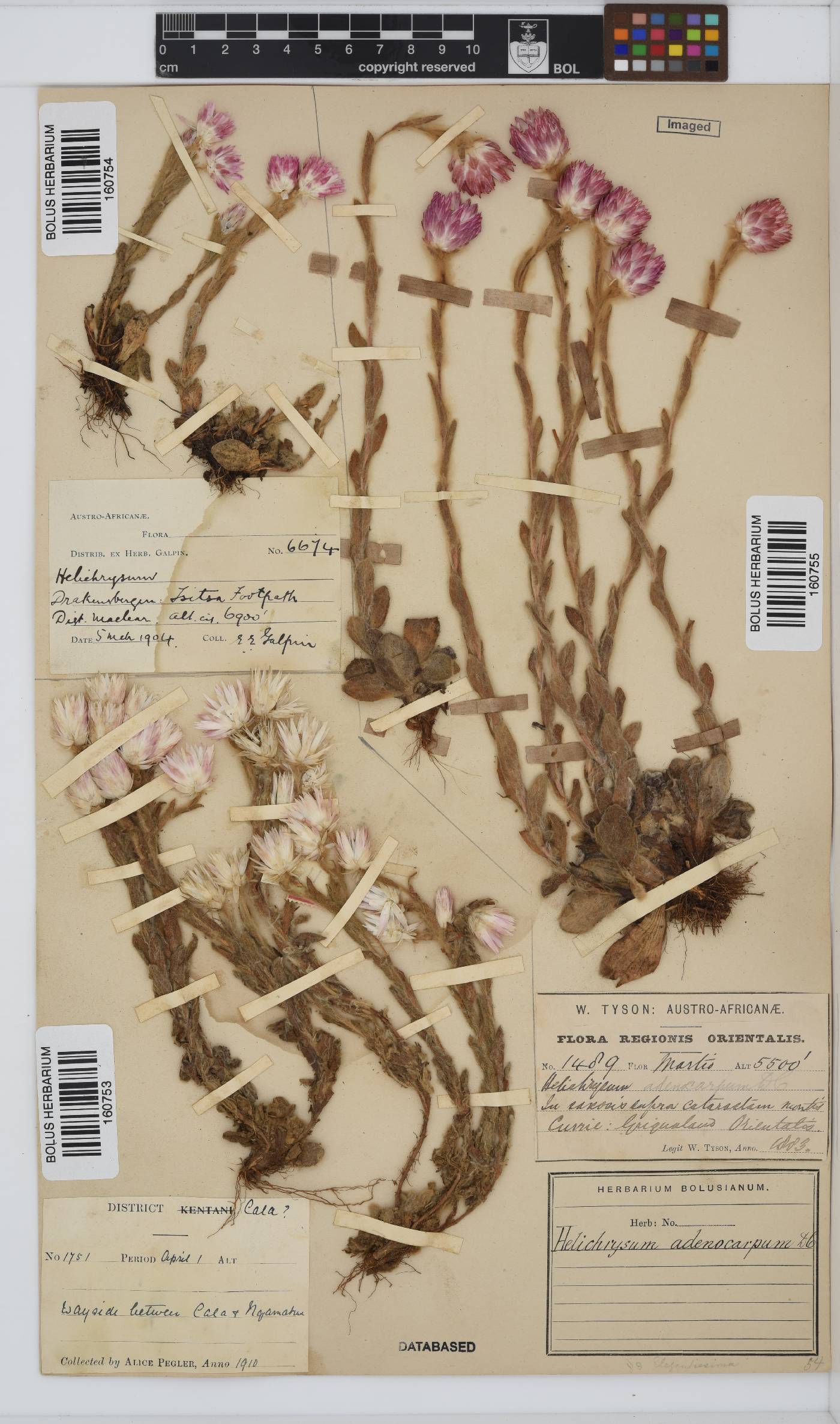 Helichrysum adenocarpum image