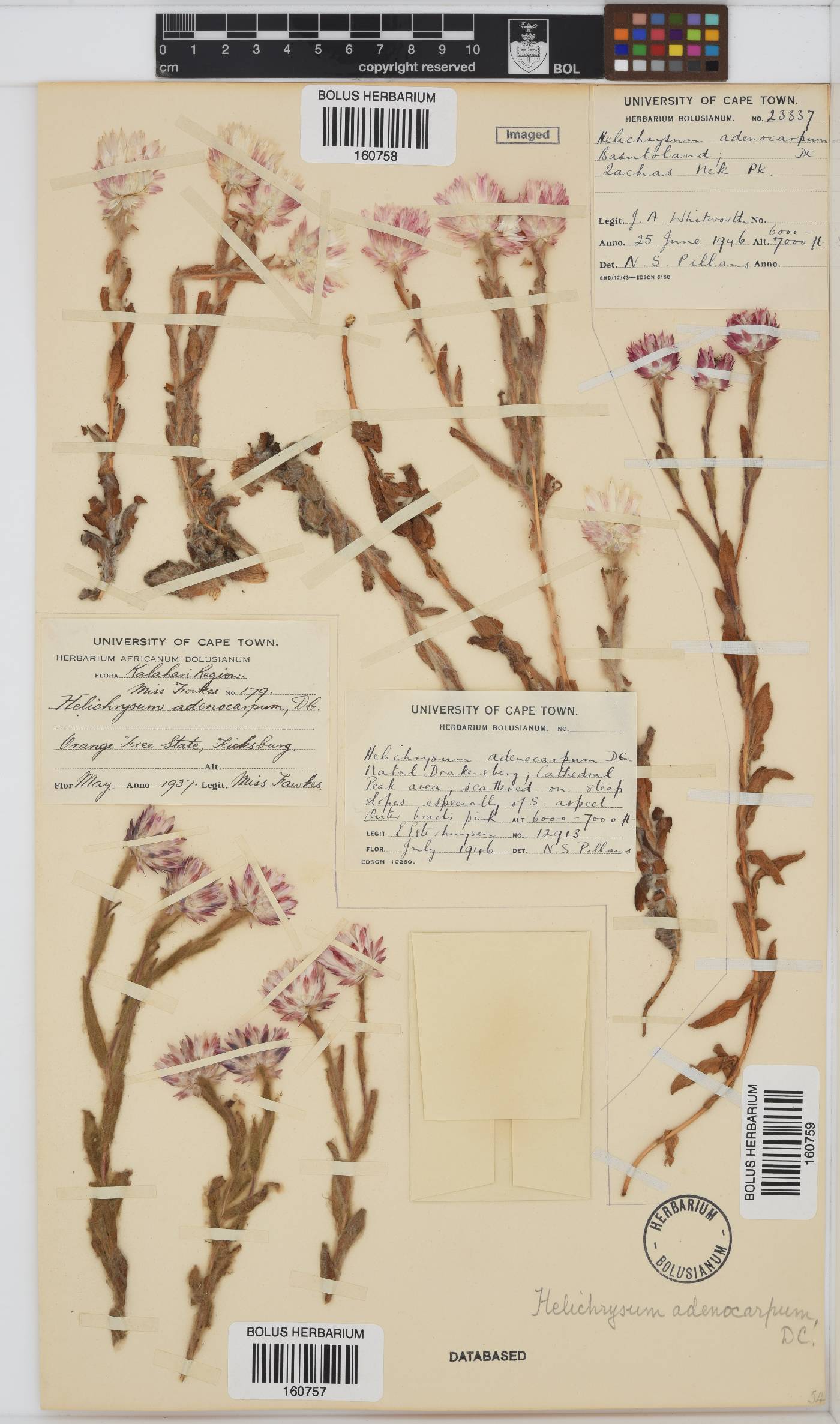 Helichrysum adenocarpum image
