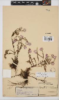 Helichrysum petraeum image