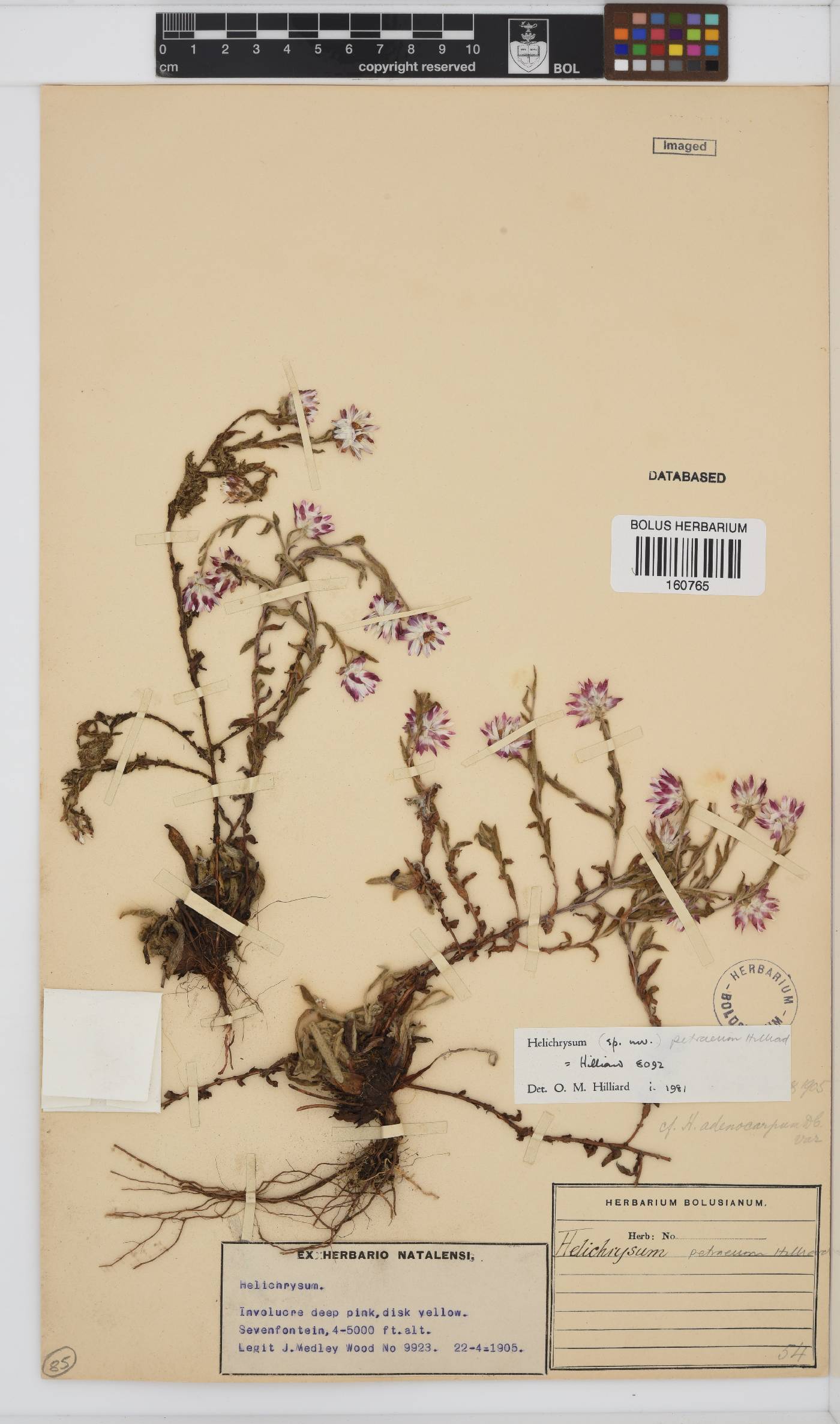 Helichrysum petraeum image