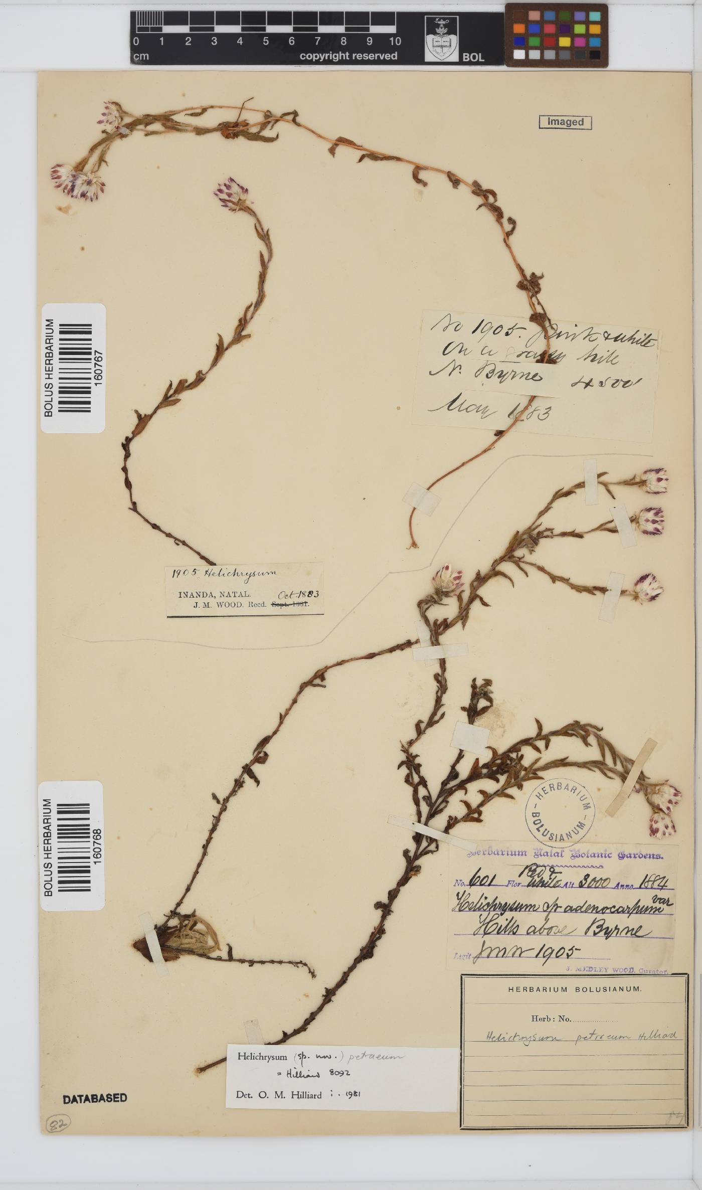 Helichrysum petraeum image