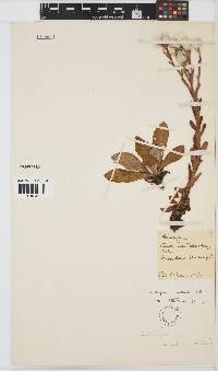 Helichrysum monticola image