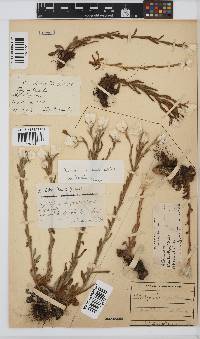 Helichrysum monticola image