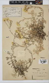 Helichrysum argyrophyllum image