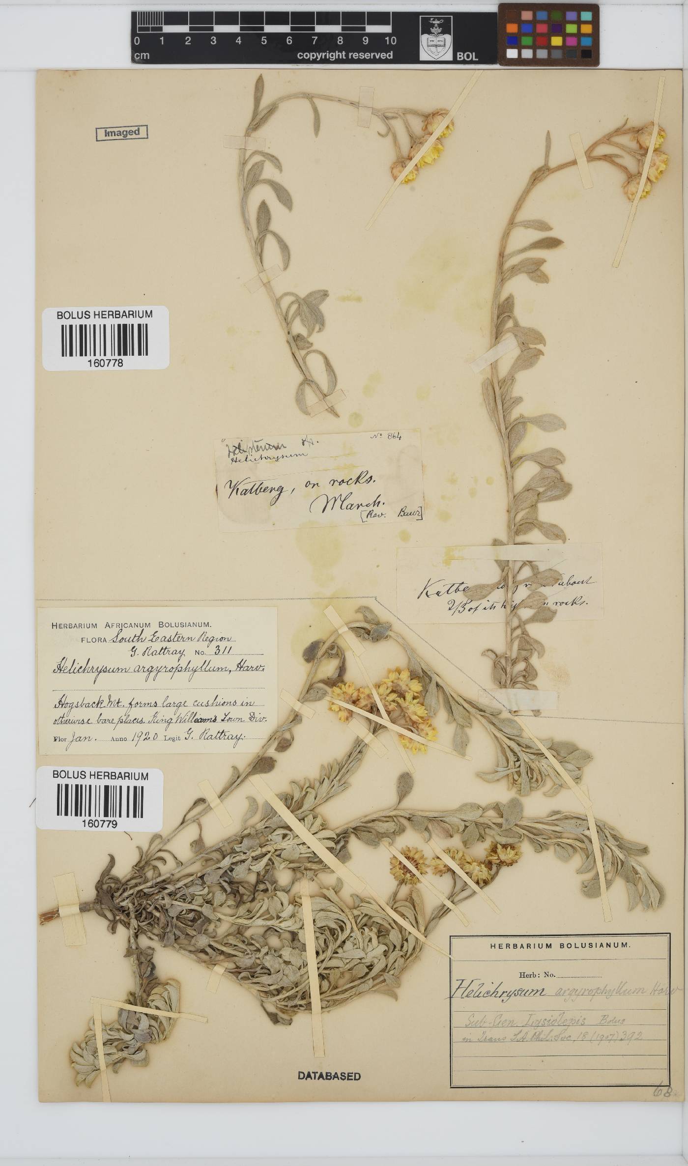 Helichrysum argyrophyllum image