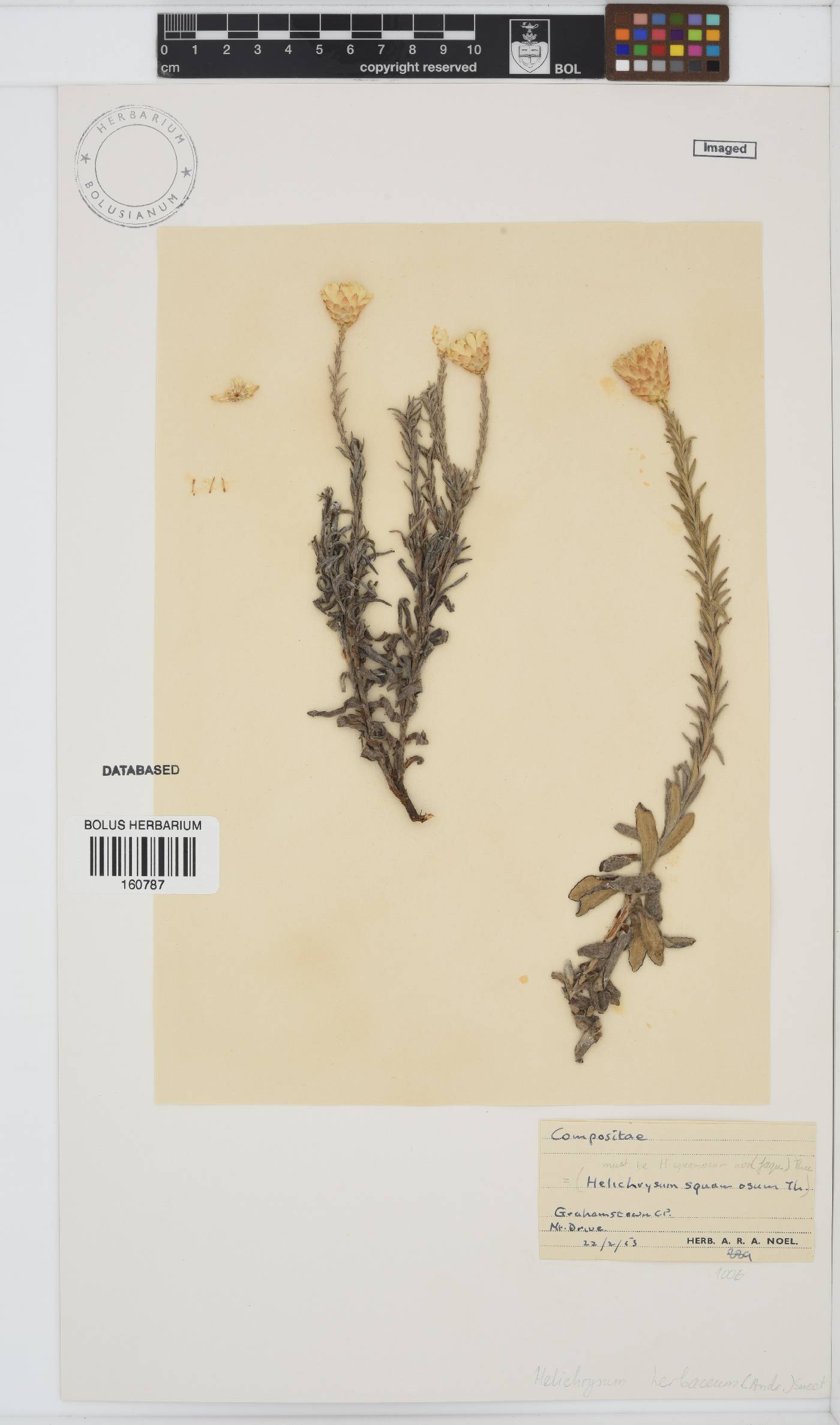 Helichrysum herbaceum image